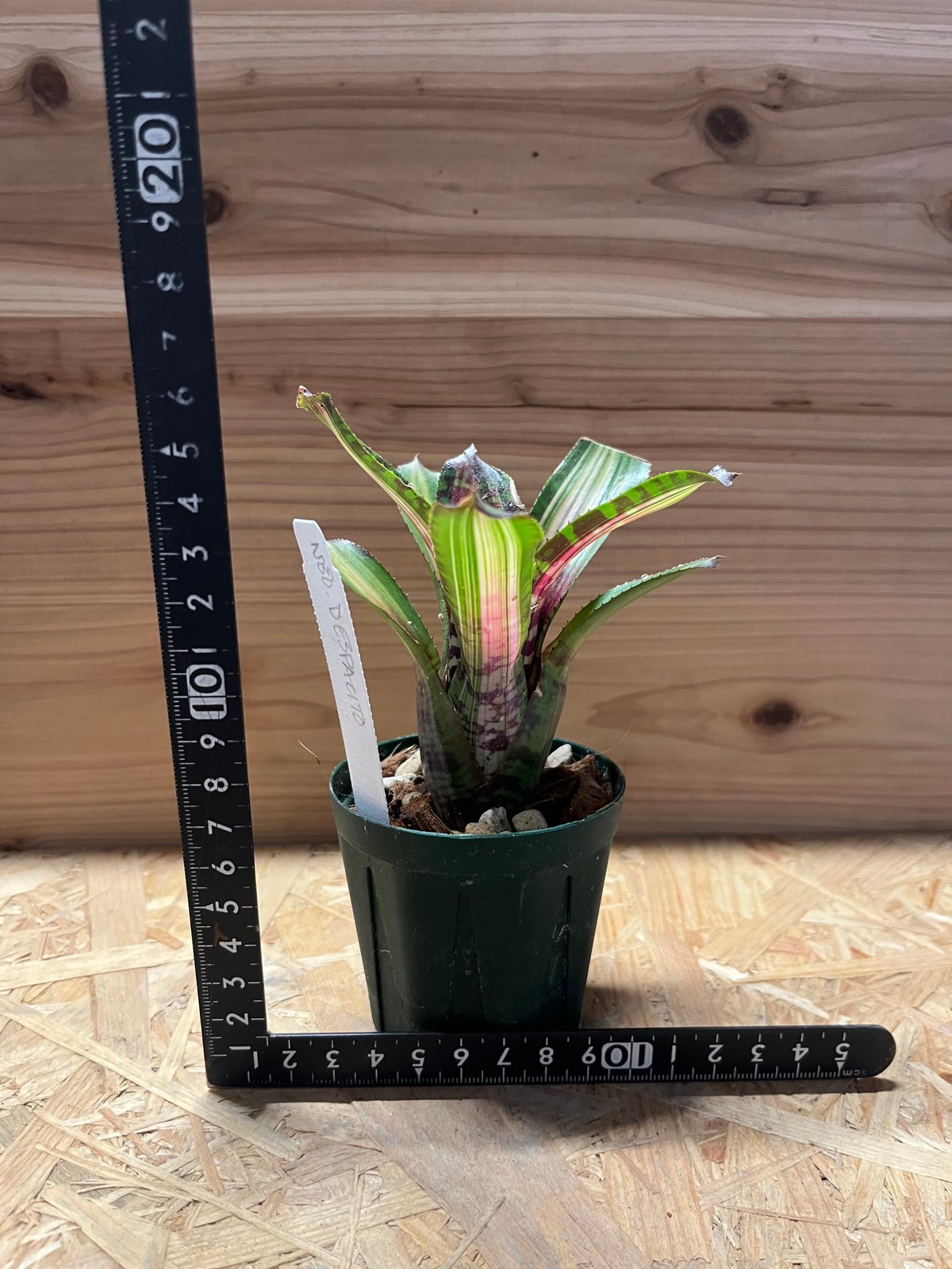 ネオレゲリア デスパシート | GREEN LUCK