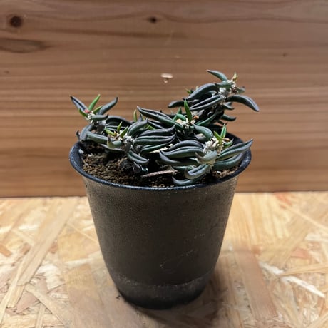 ユーフォルビアキリンドリフォリア | STORES