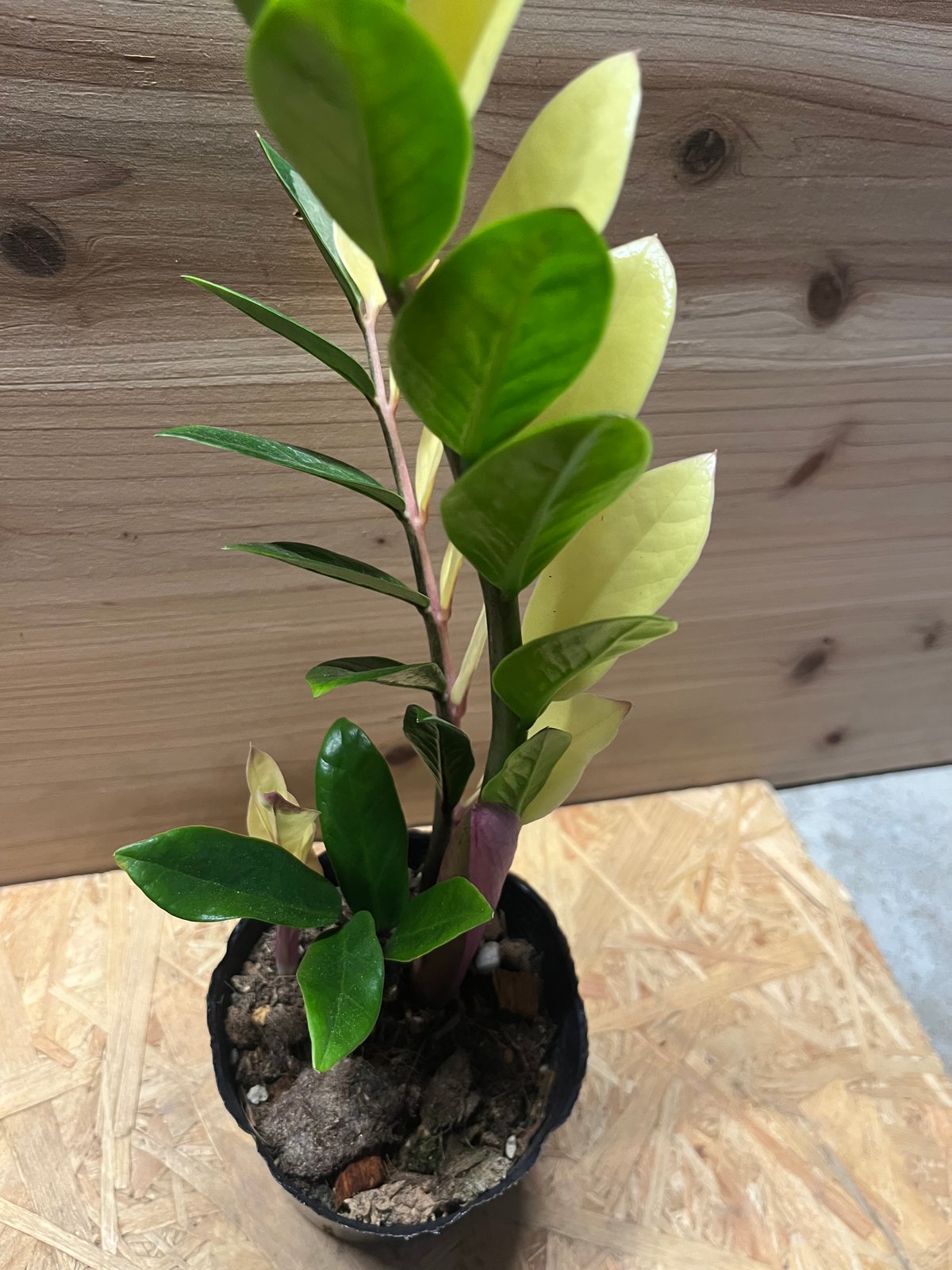 ザミオクルカス ザミフォーリア 斑入り | GREEN LUCK