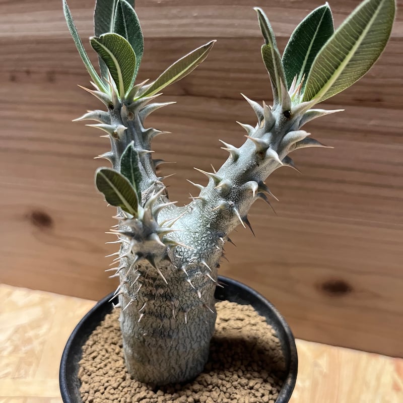 パキポディウム ホロンベンセ | GREEN LUCK