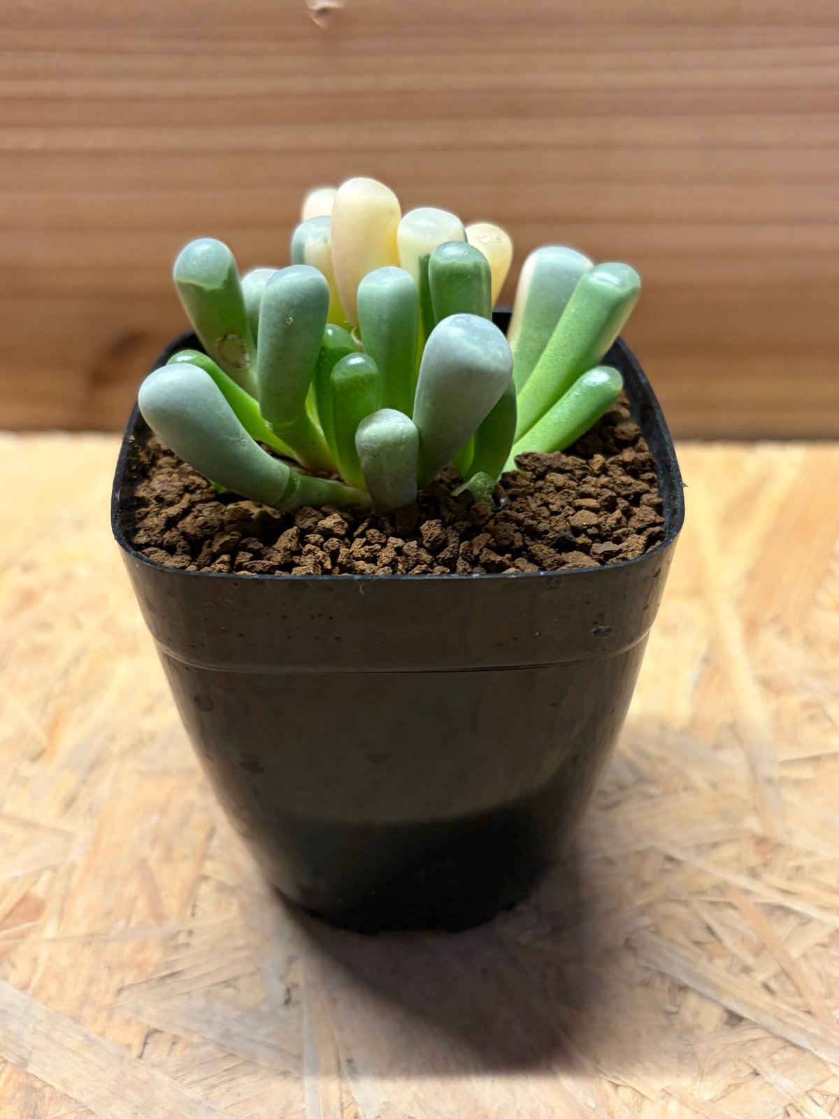 フェネストラリア ロパロフィラ '五十鈴玉錦' | GREEN LUCK