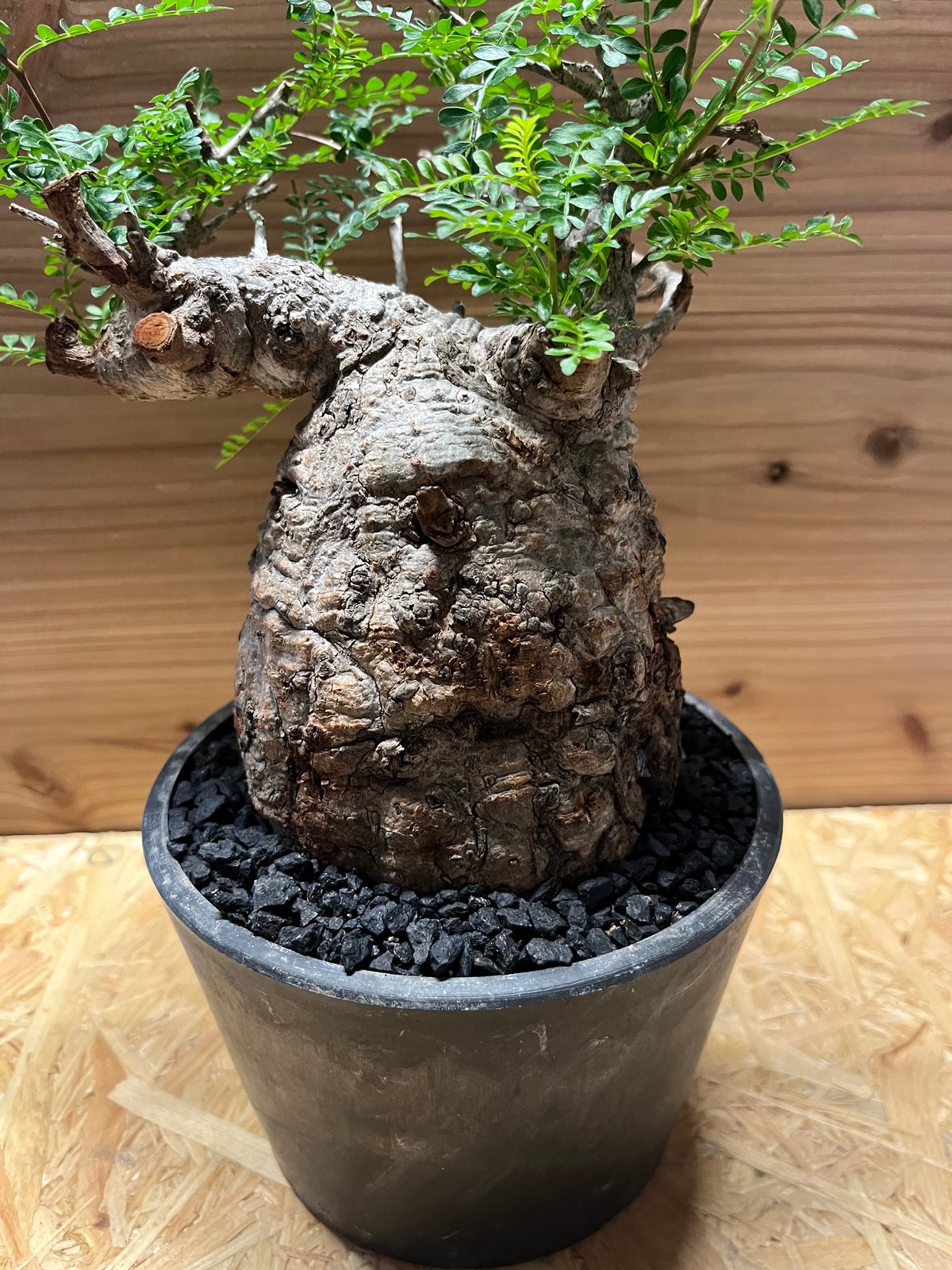 オペルクリカリア パキプス 現地株 発根済み | GREEN LUCK