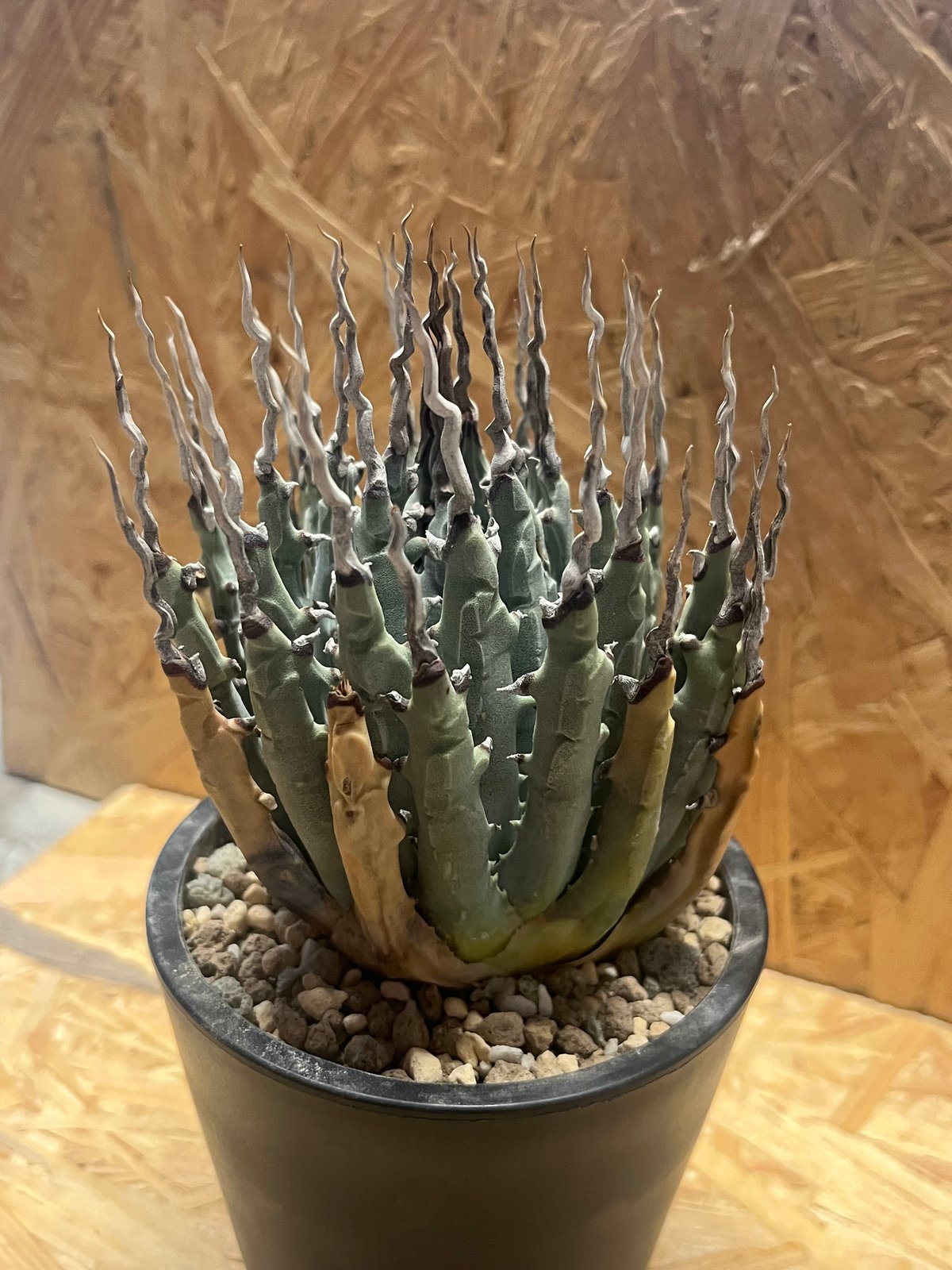 アガベ ユタエンシス エボリスピナ 陽炎 未発根 | GREEN LUCK