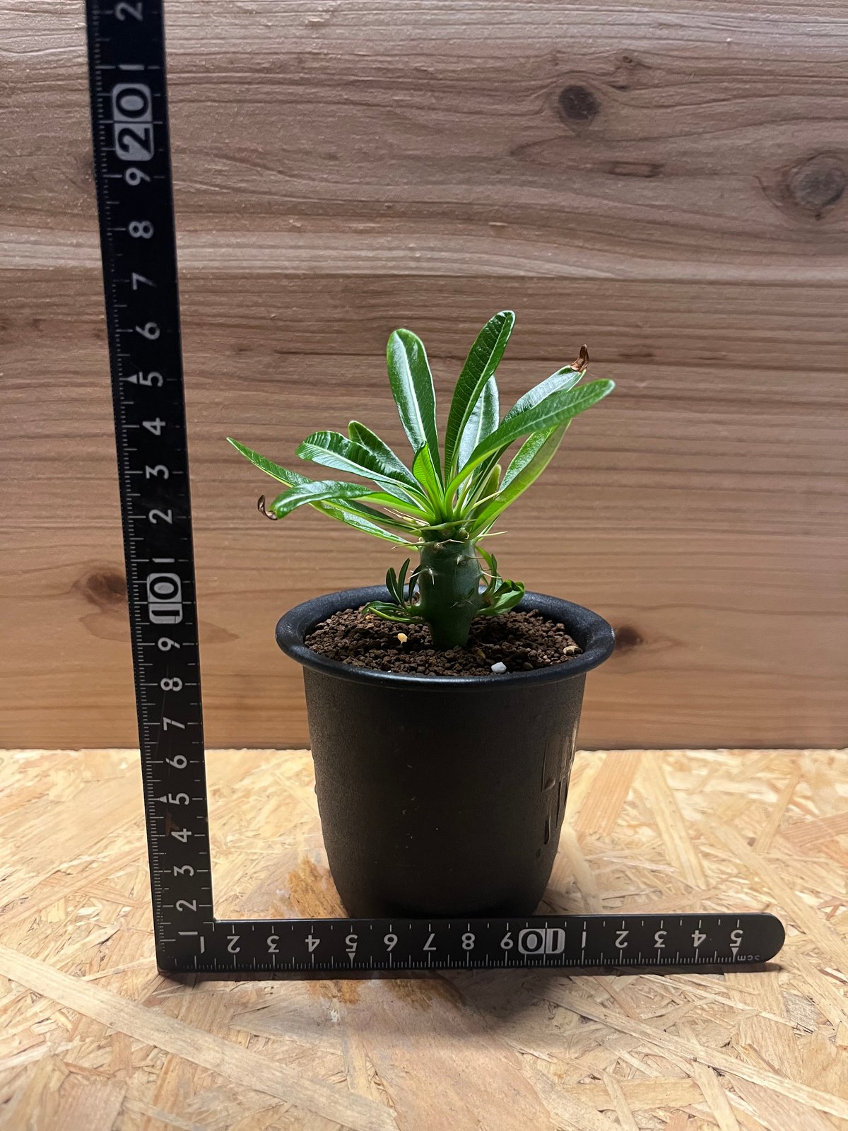 パキポディウム アンボンゲンセ | GREEN LUCK