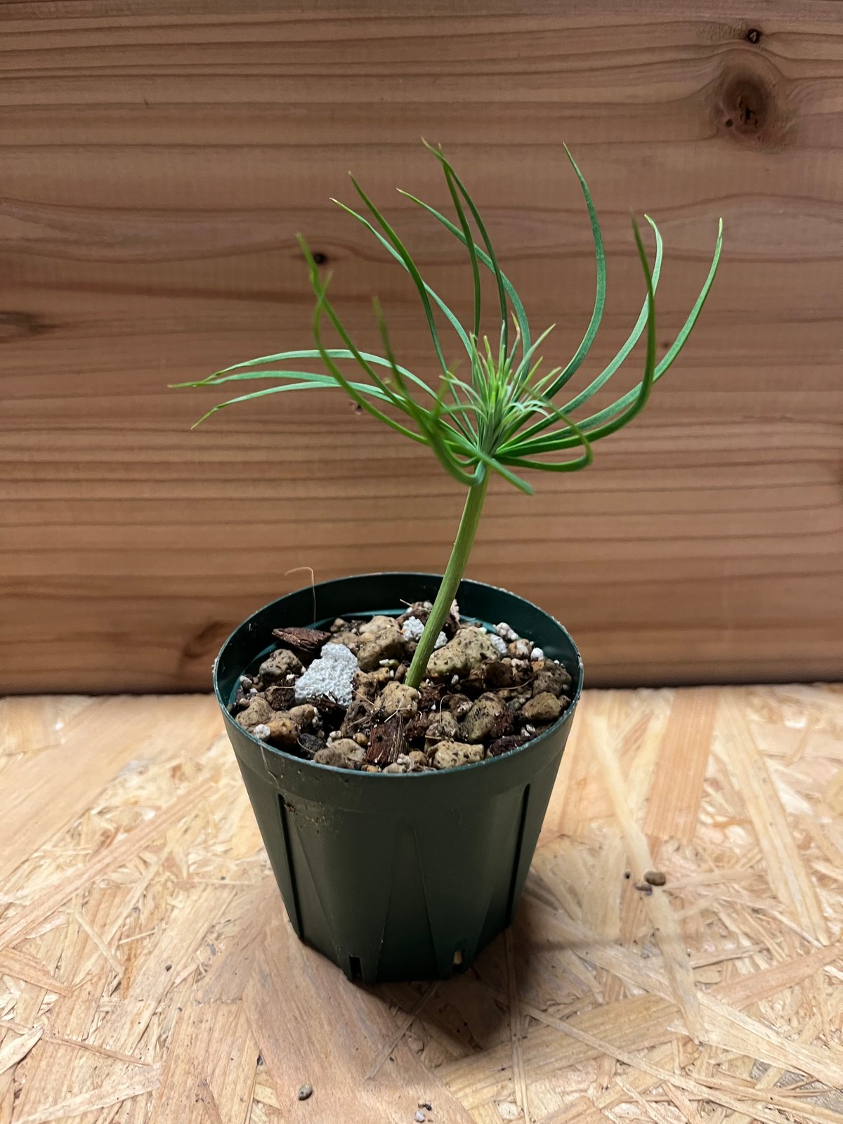 マルチネス ピニョンマツ | GREEN LUCK