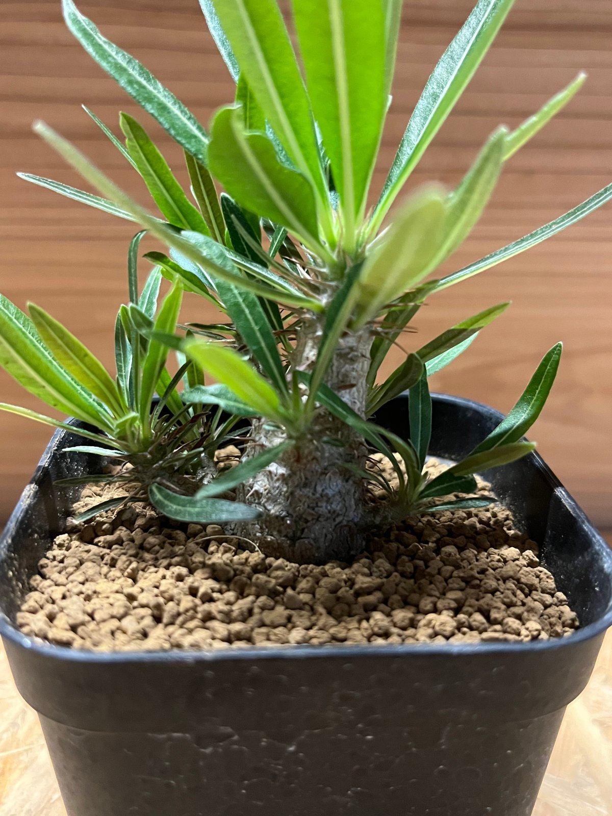 パキポディウム グラキリス 実生 | GREEN LUCK