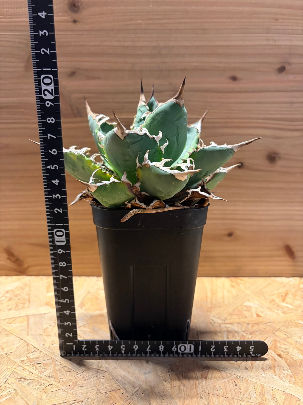 アガベ チタノタ 'ノーネーム' 斑入り | GREEN LUCK