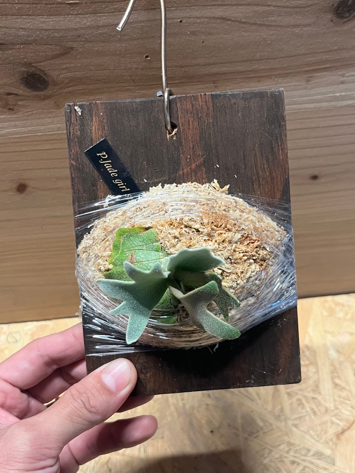 ビカクシダ ウィリンキー ジェイドガール スポア | GREEN LUCK