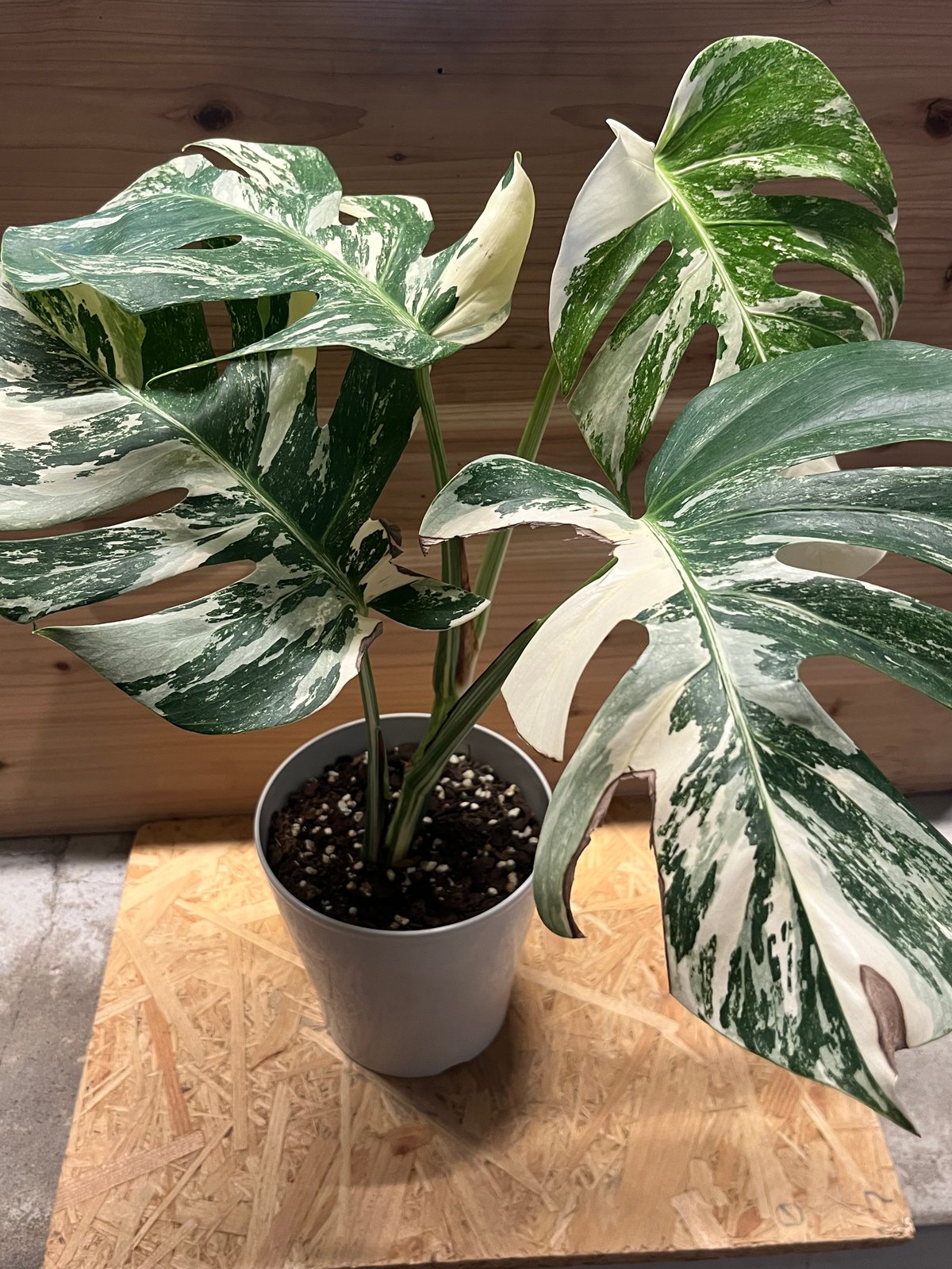 極斑入り モンステラ ボルシギアナ バリエガータ | GREEN LUCK