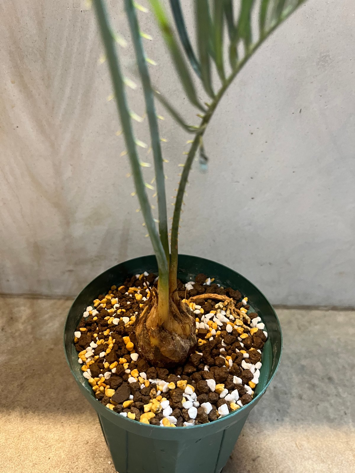 サイカス カイルンシアナ | GREEN LUCK