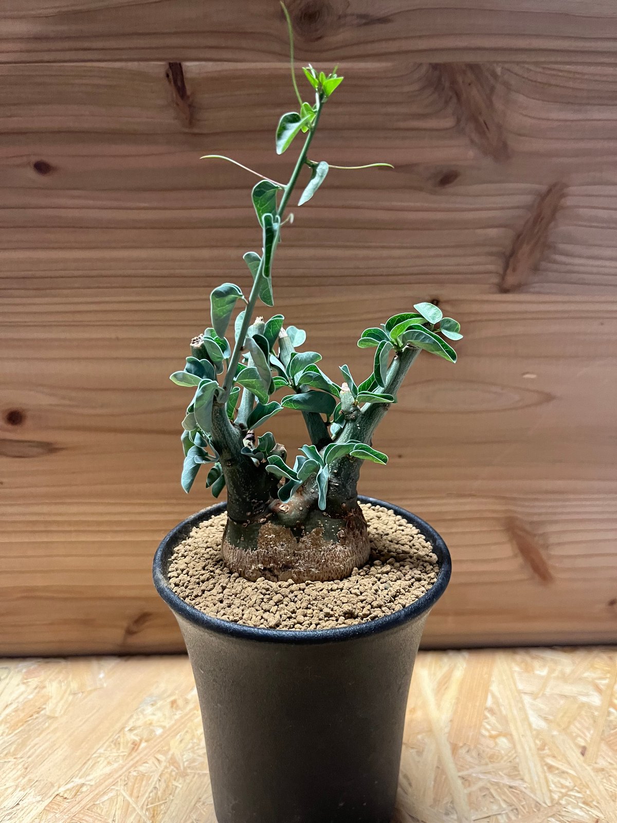 アデニア スピノーサ | GREEN LUCK