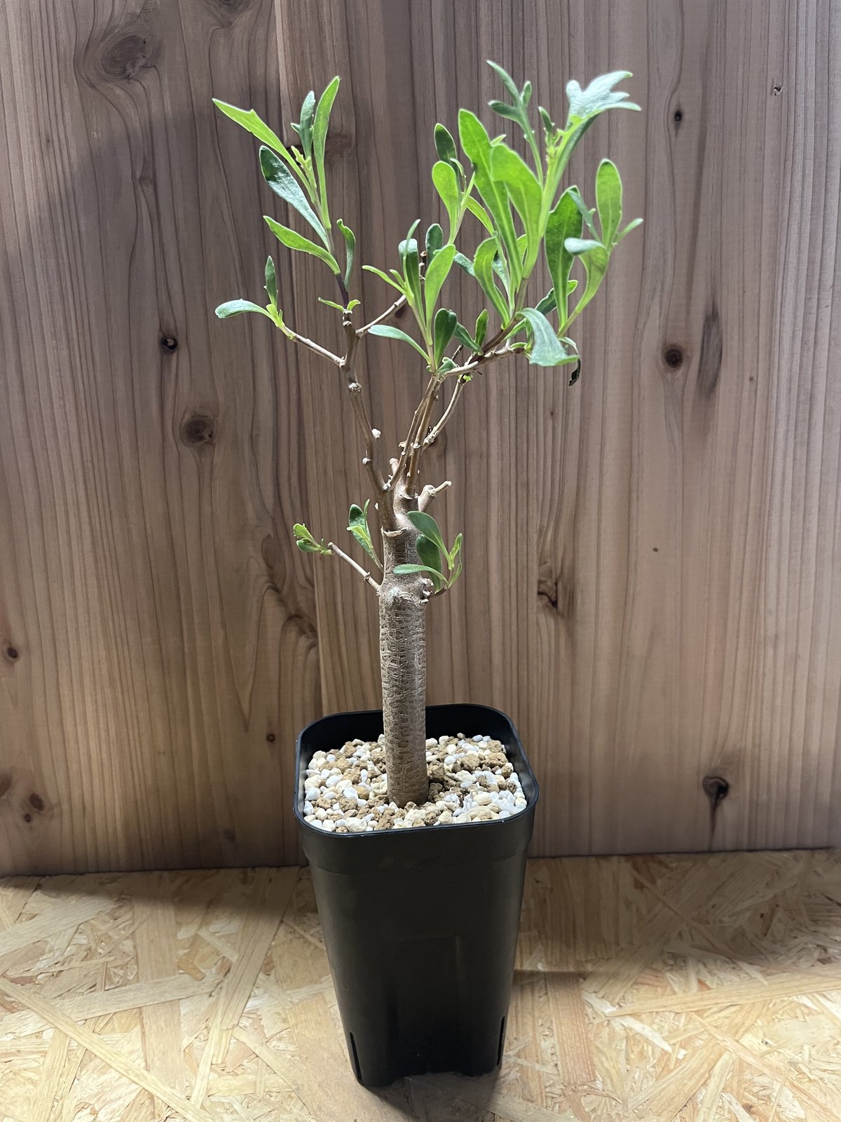 オトンナ ロバタ | GREEN LUCK