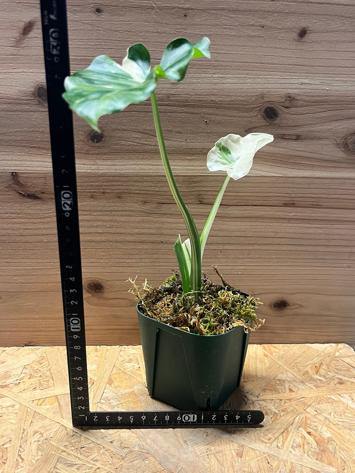 アロカシア オドラ 斑入りクワズイモ | GREEN LUCK