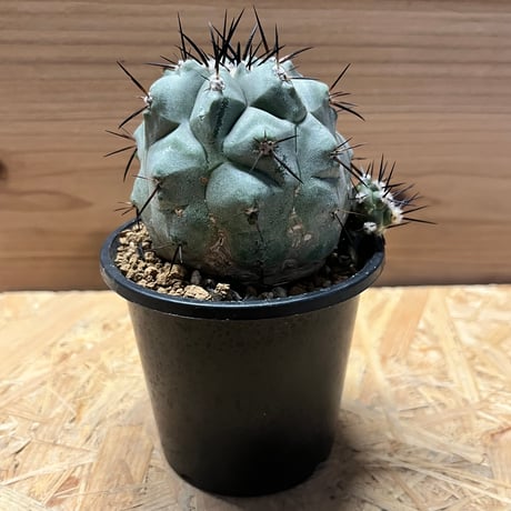 コピアポアシネレア黒王丸 | STORES