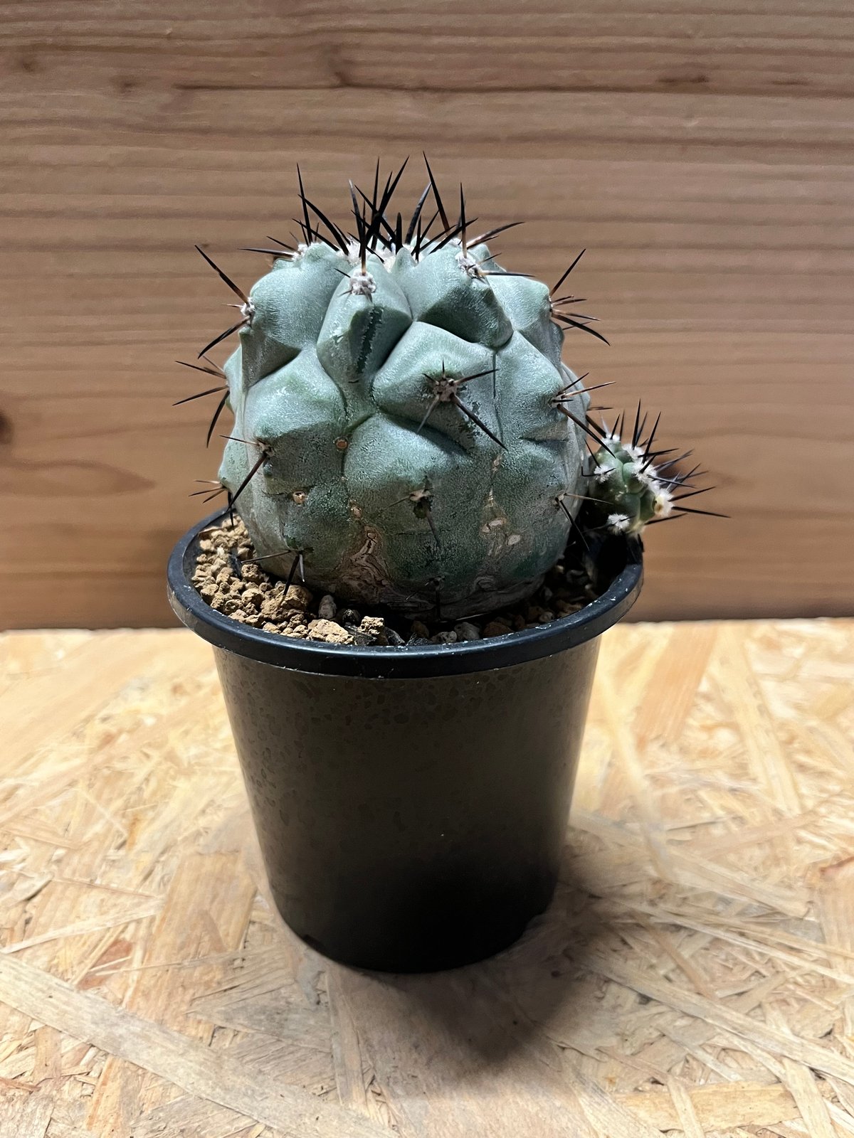 コピアポア シネレア 黒王丸 実生 | GREEN LUCK