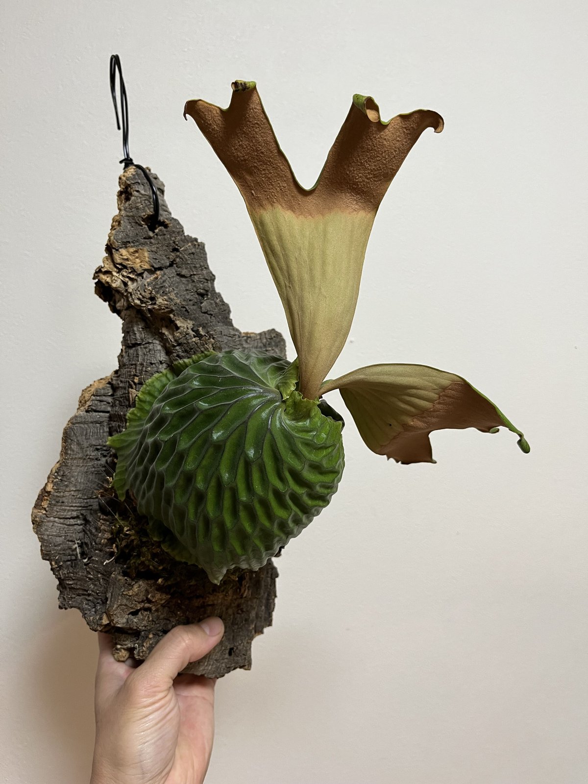 ビカクシダ マダガスカリエンセ | GREEN LUCK