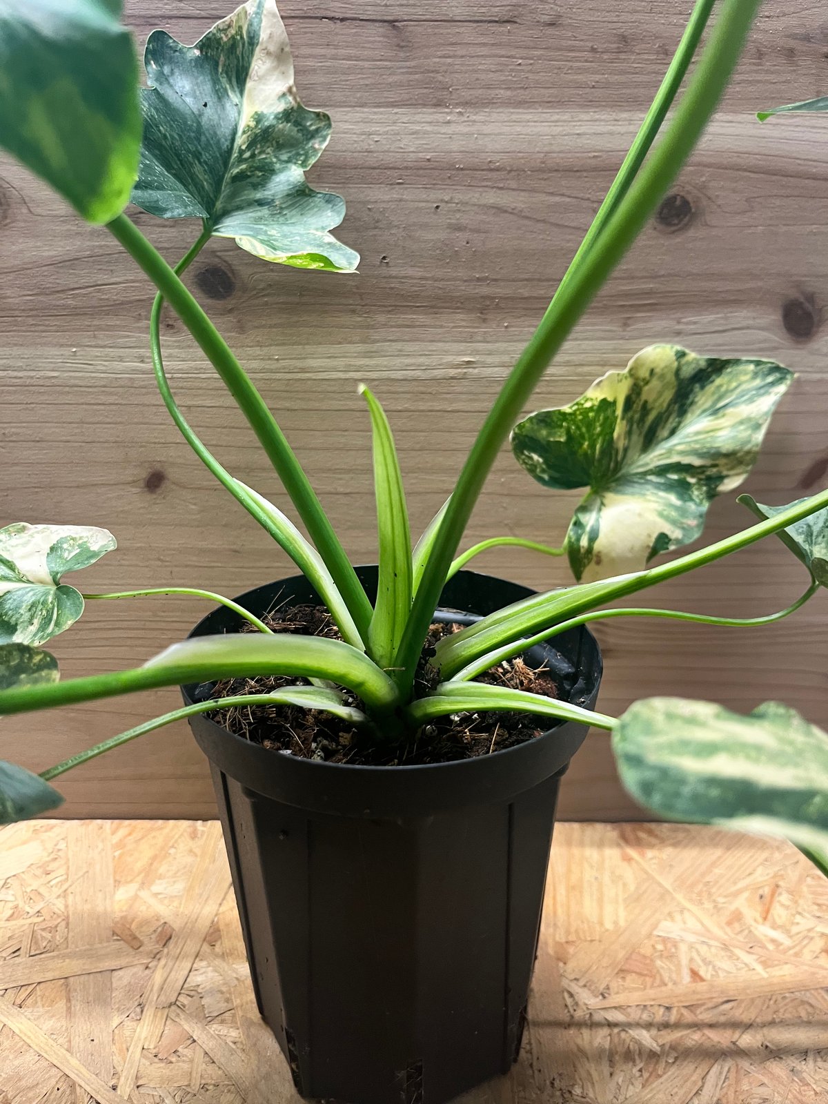 フィロデンドロン セローム 斑入り | GREEN LUCK