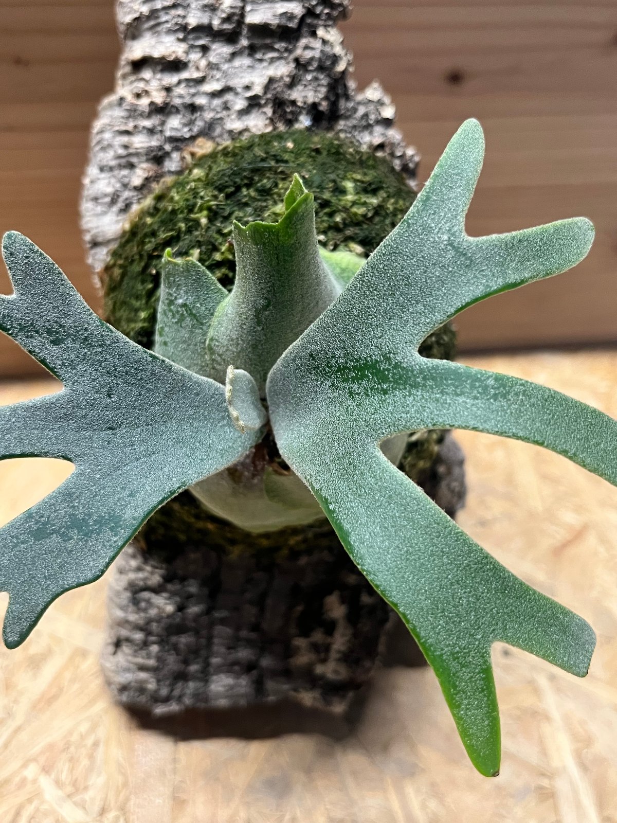 ビカクシダ バクテリア スポア | GREEN LUCK