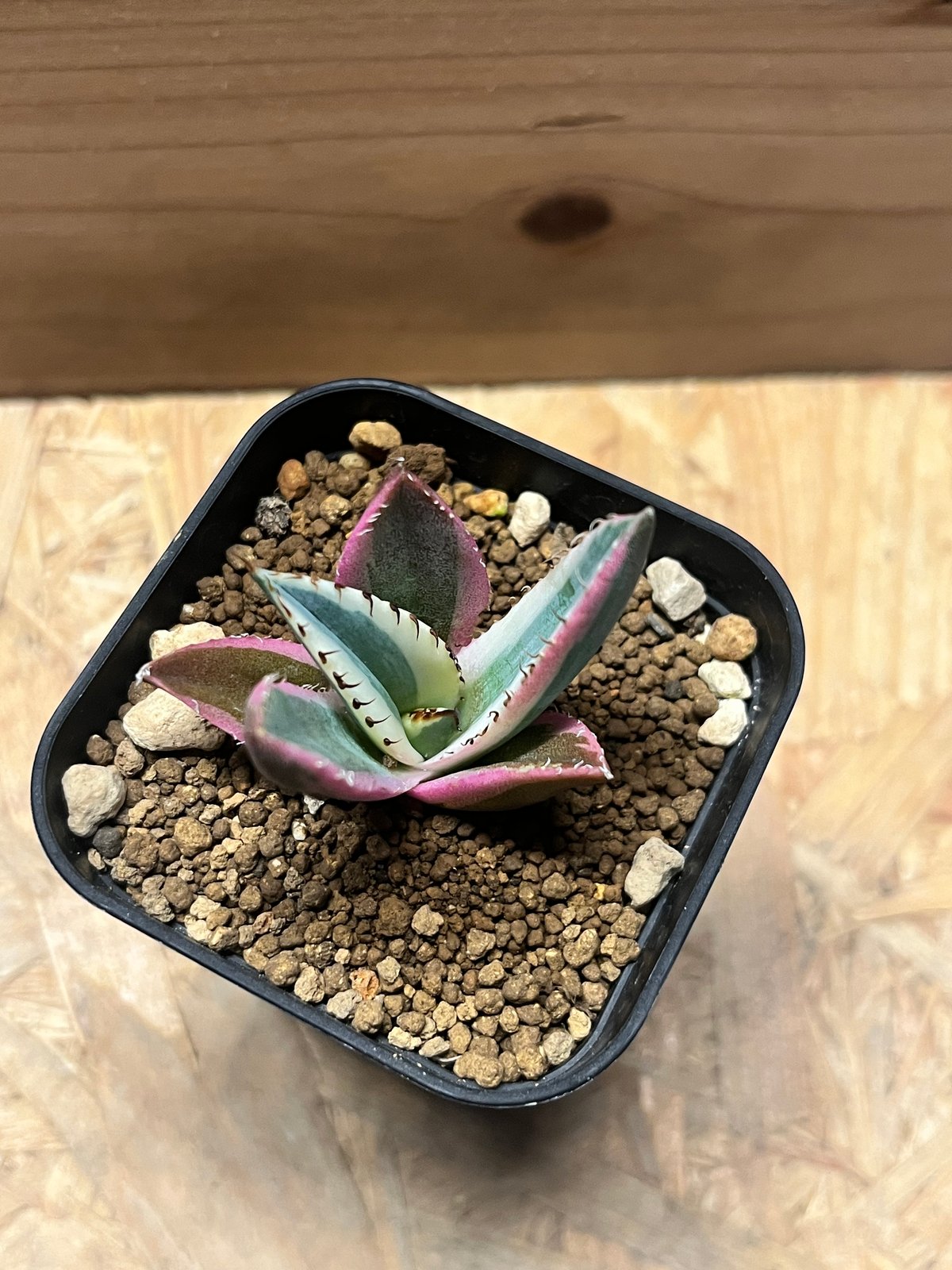 アガベ チタノタ スナグルトゥース | GREEN LUCK