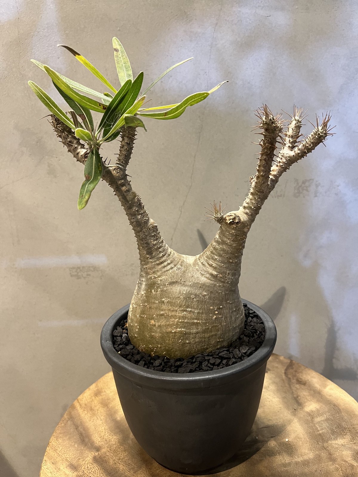 パキポディウム グラキリス 発根済 伝市鉢 | GREEN LUCK