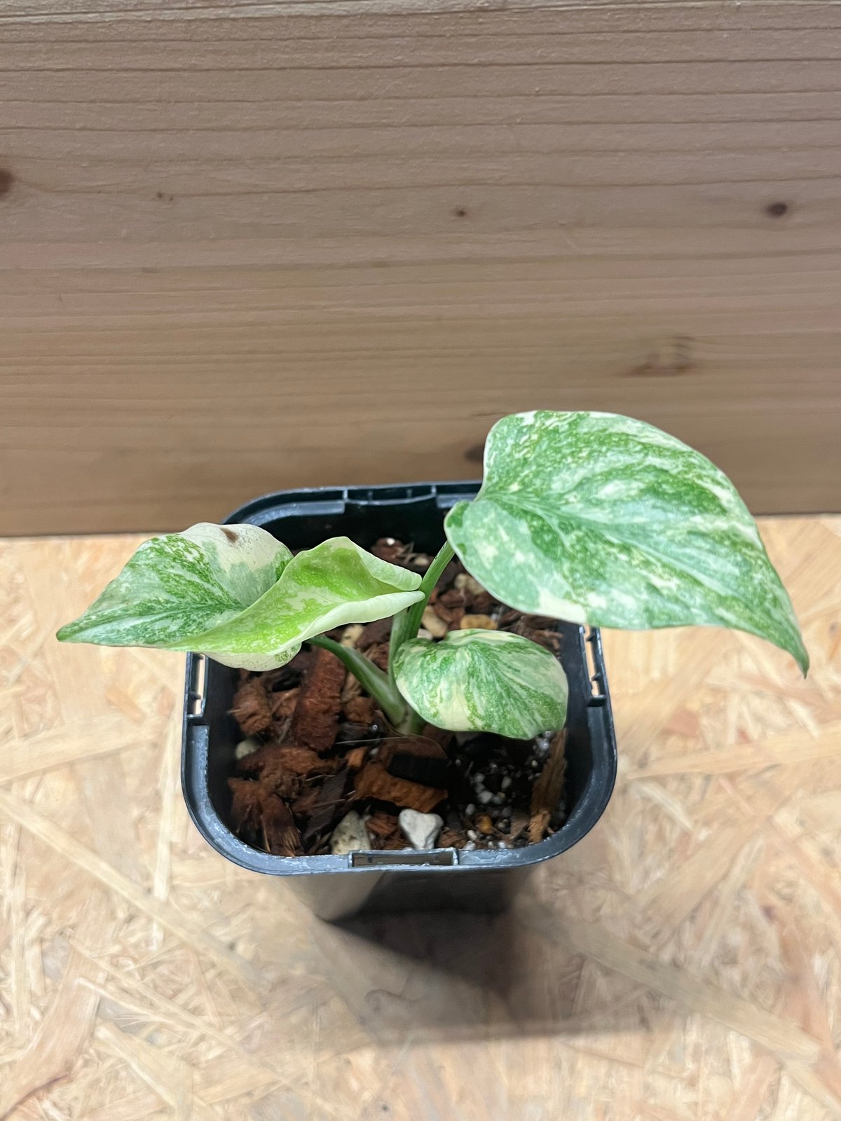 モンステラ デリシオーサ グリーンスノー | GREEN LUCK