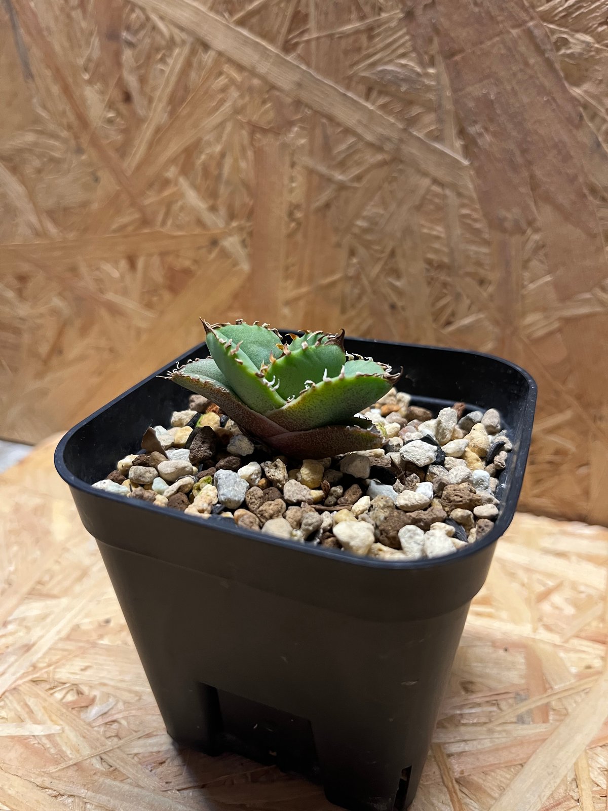 アガベ チタノタ クラウン 皇冠 | GREEN LUCK