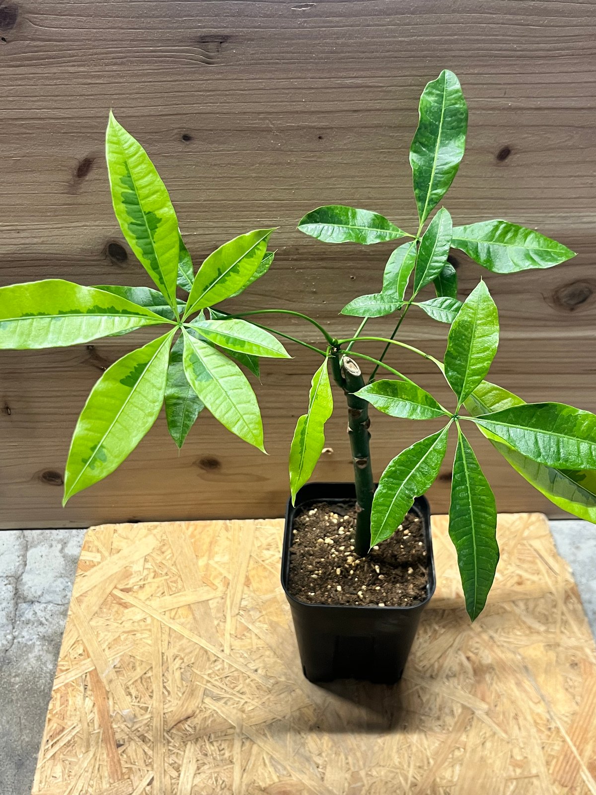 パキラ ムーンライト 挿木 | GREEN LUCK