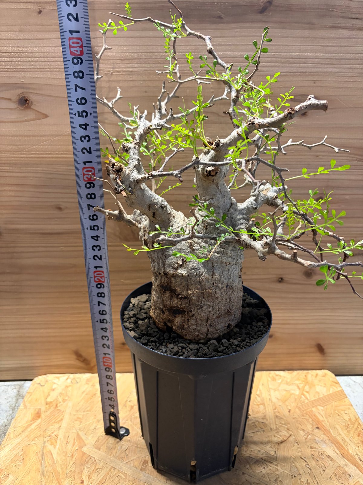 オペルクリカリア パキプス | GREEN LUCK