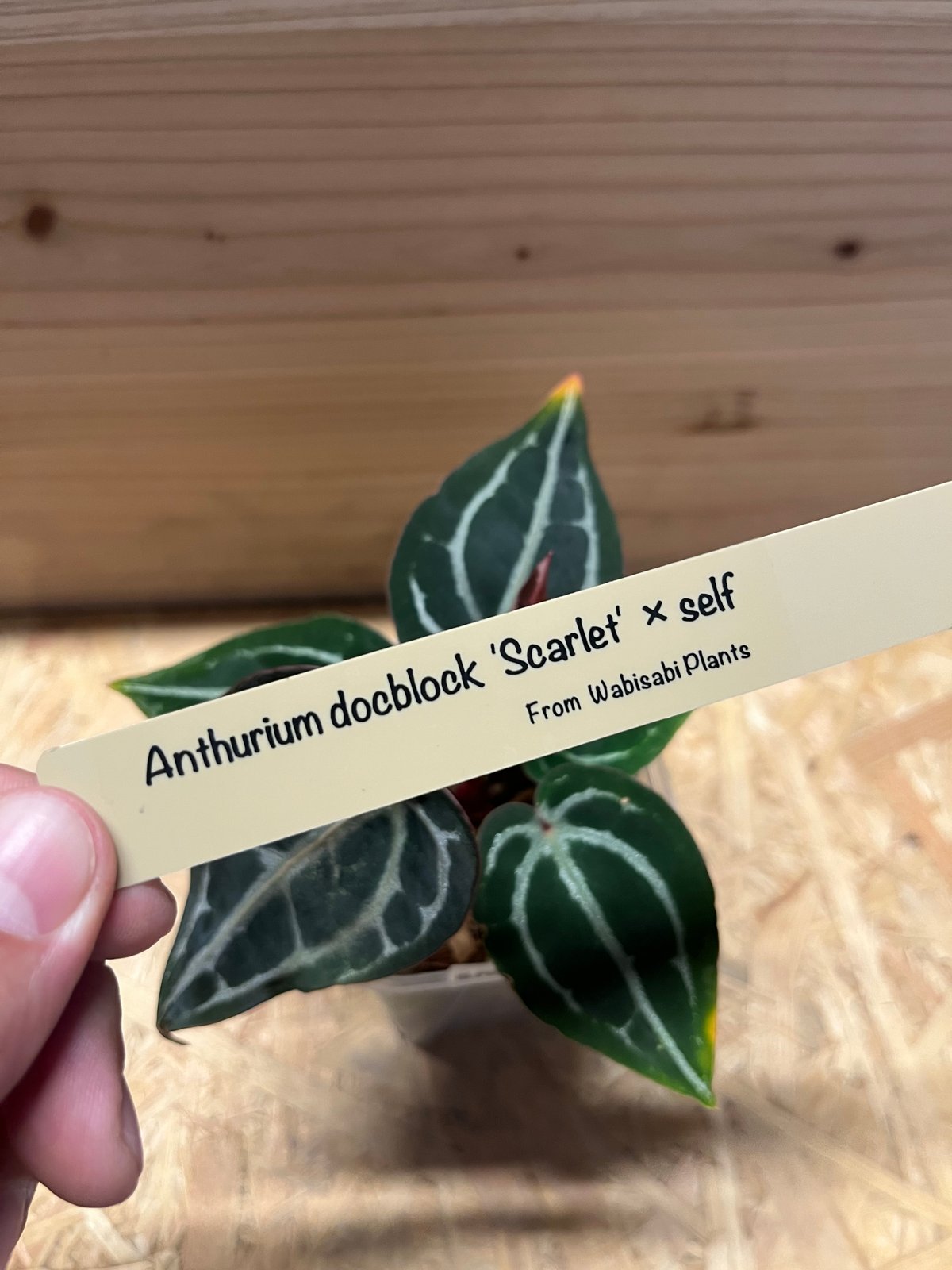 アンスリウム スカーレット | GREEN LUCK