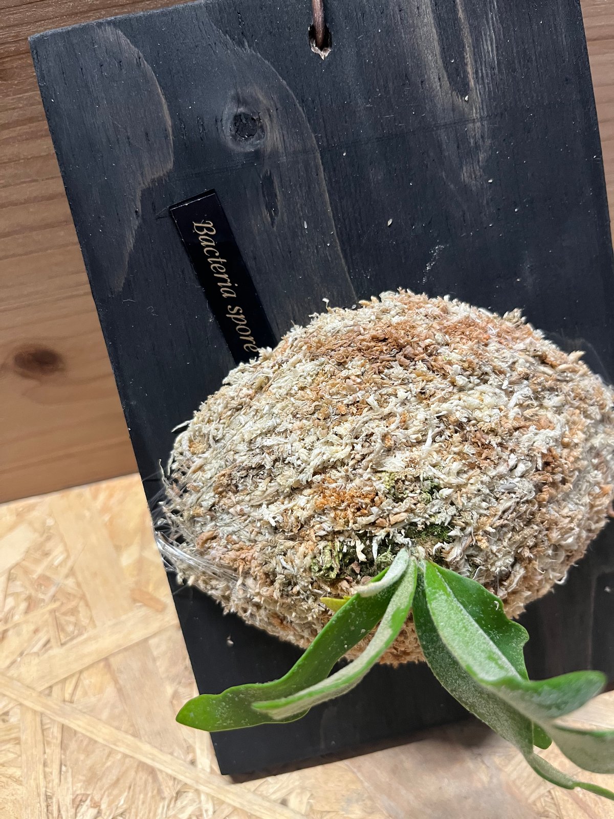 ビカクシダ バクテリア スポア | GREEN LUCK