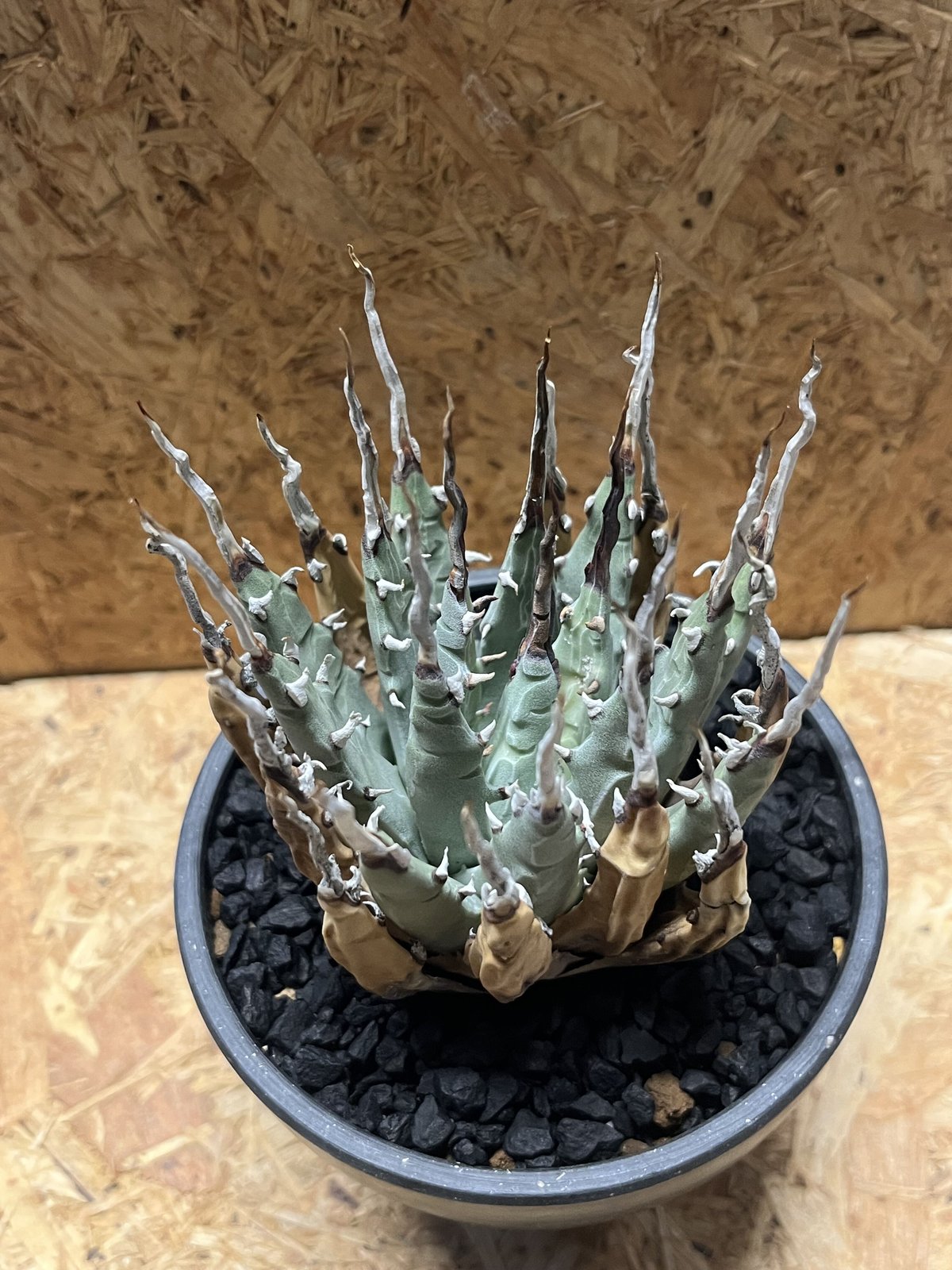 アガべ ユタエンシス エボリスピナ 陽炎 | GREEN LUCK