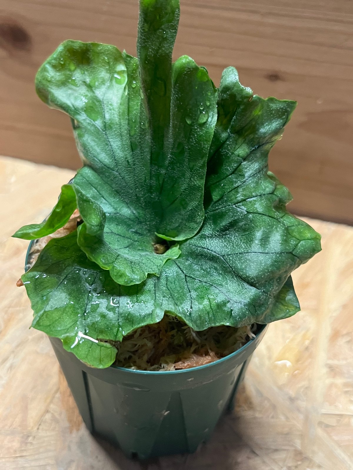 ビカクシダ ワンダエドワーフ | GREEN LUCK