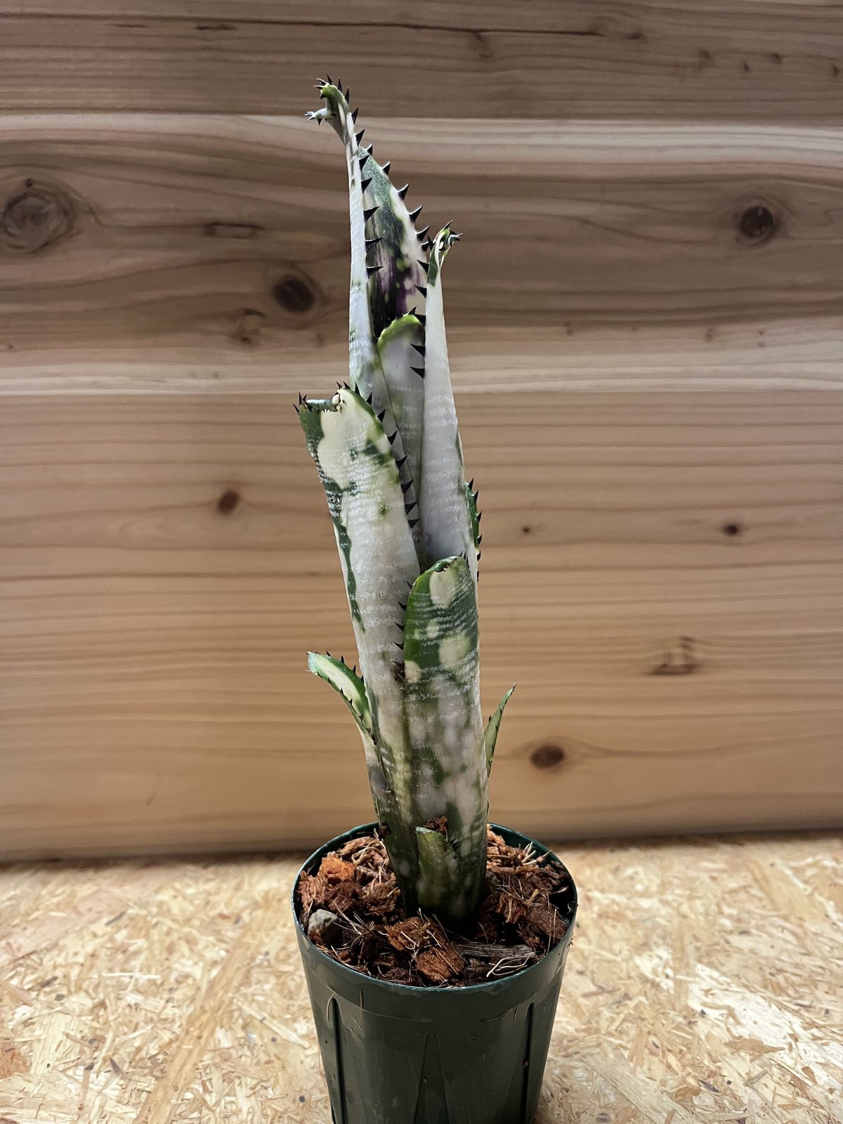 ビルベルギア ドミンゴス マルティンス | GREEN LUCK