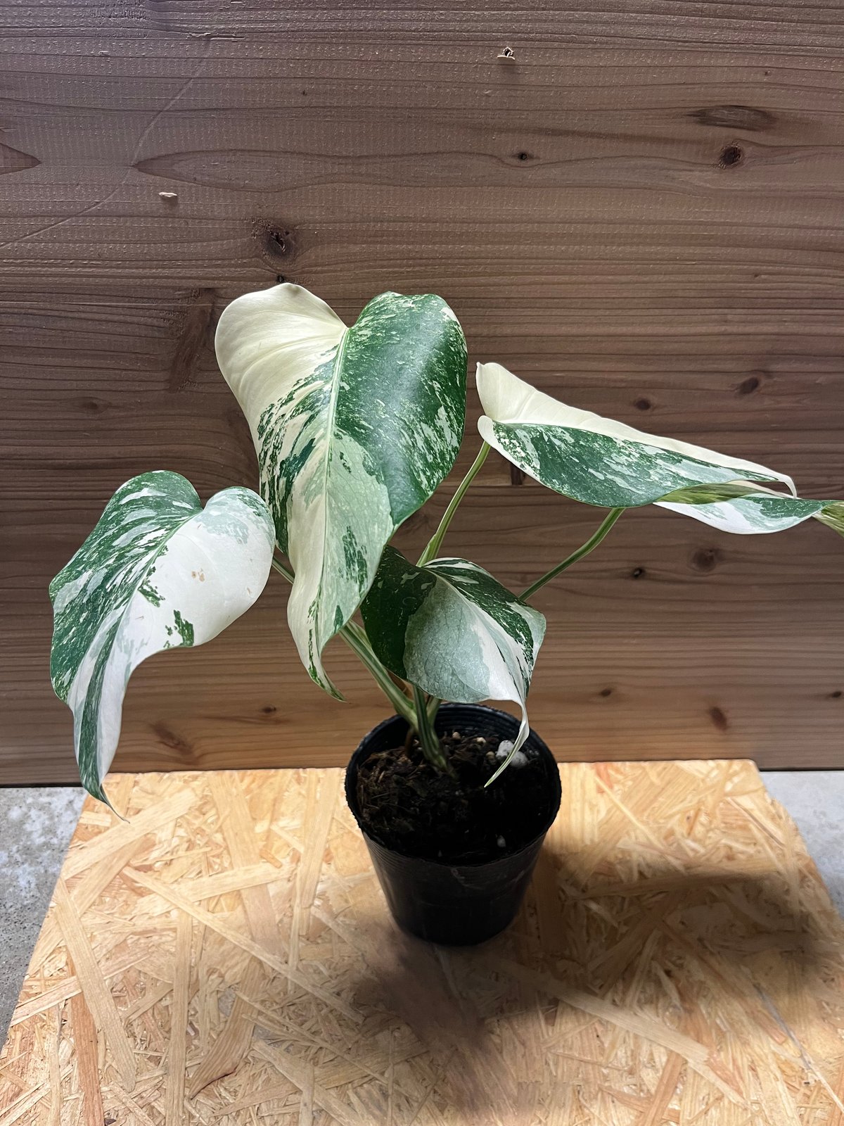 斑入りモンステラ ボルシギアナ バリエガータ 極斑タイプ | GREEN LUCK