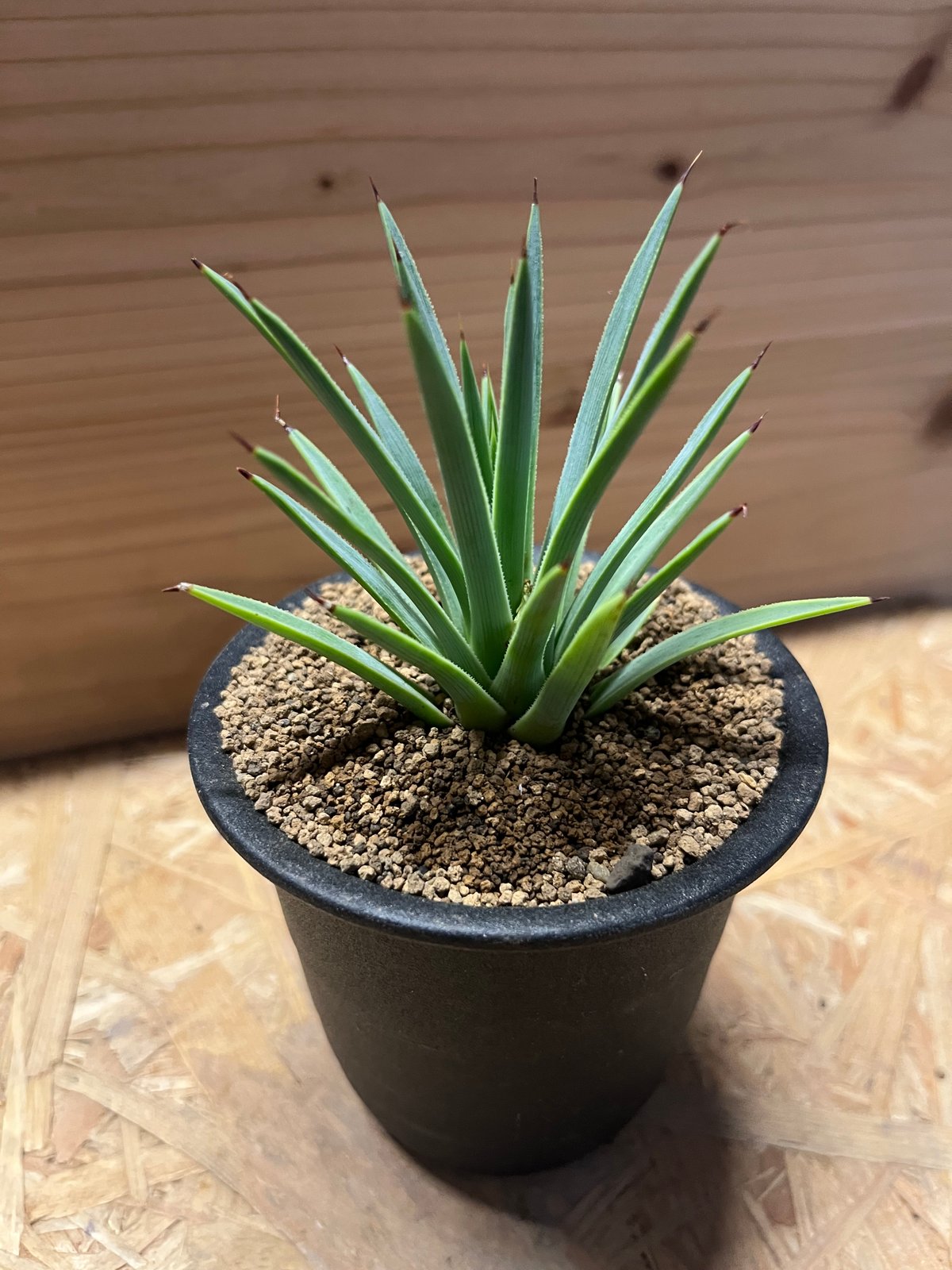 アガベ ストリクタ 吹上 | GREEN LUCK