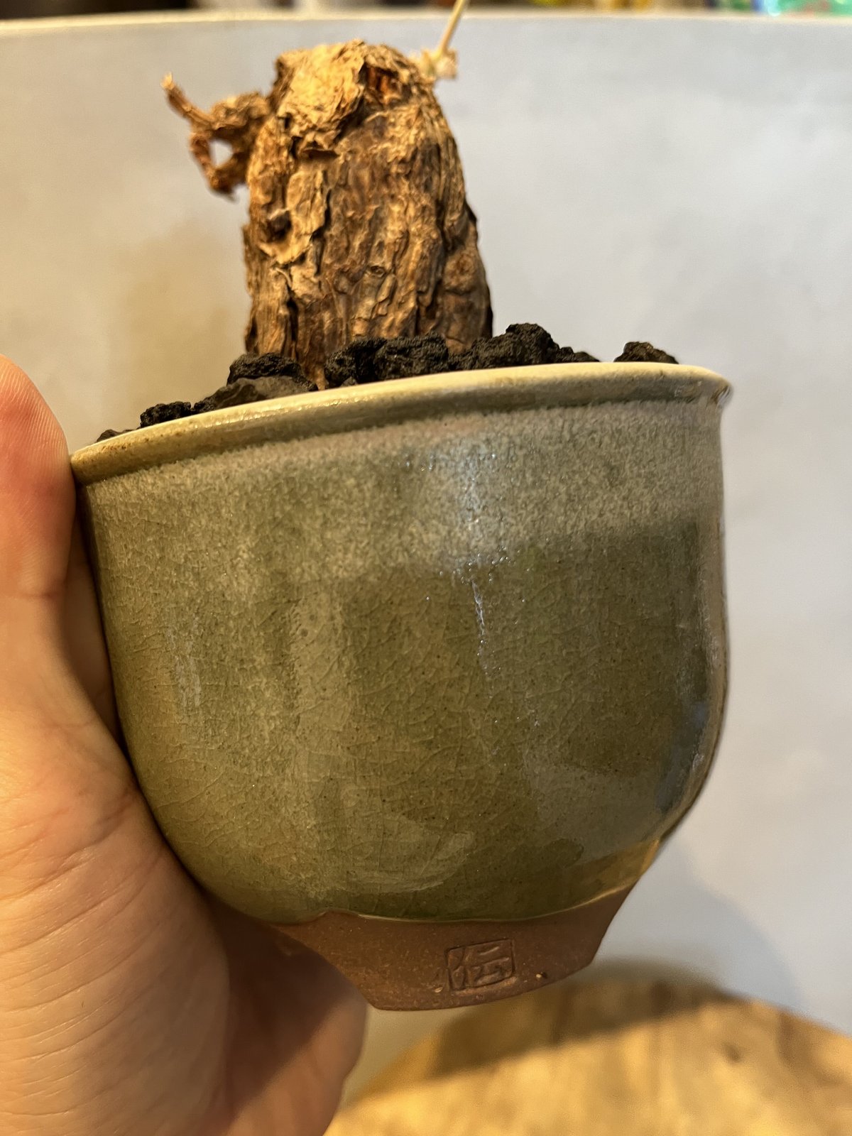 ペラルゴニウム トリステ ×伝市鉢 | GREEN LUCK