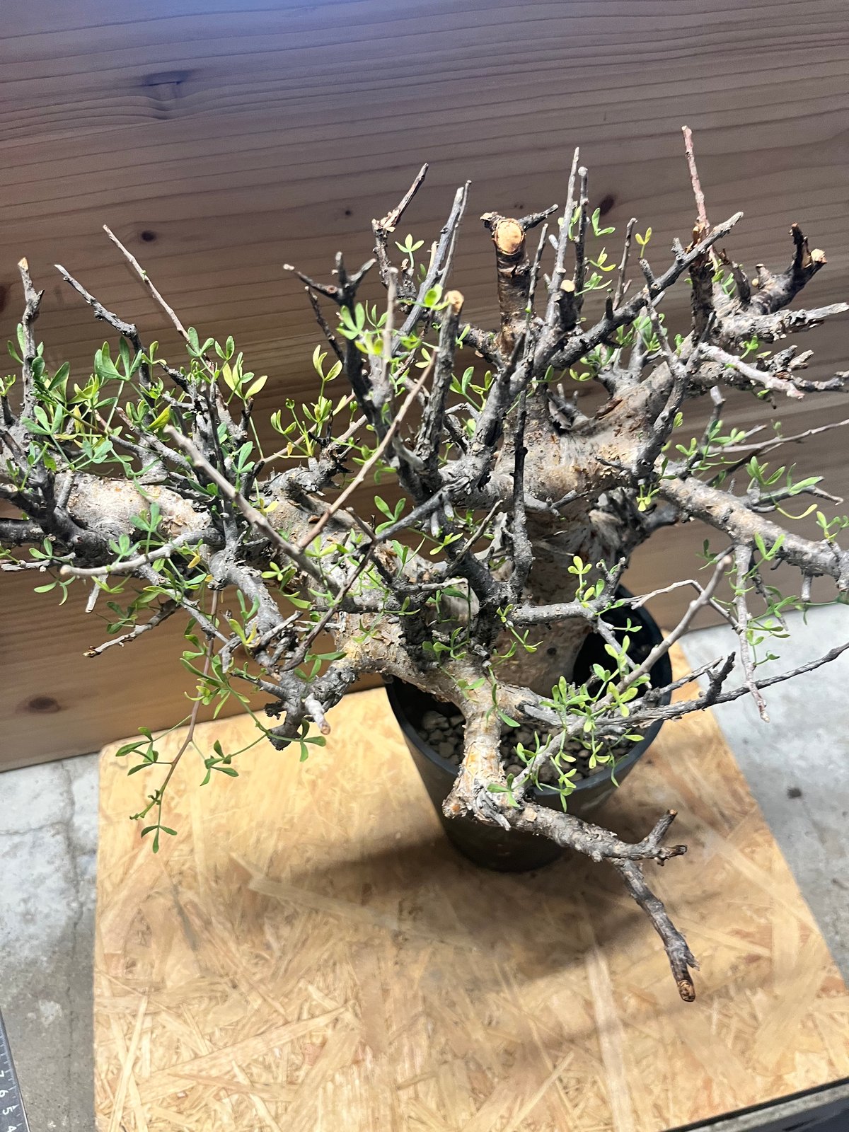 コミフォラ フォリアセア | GREEN LUCK