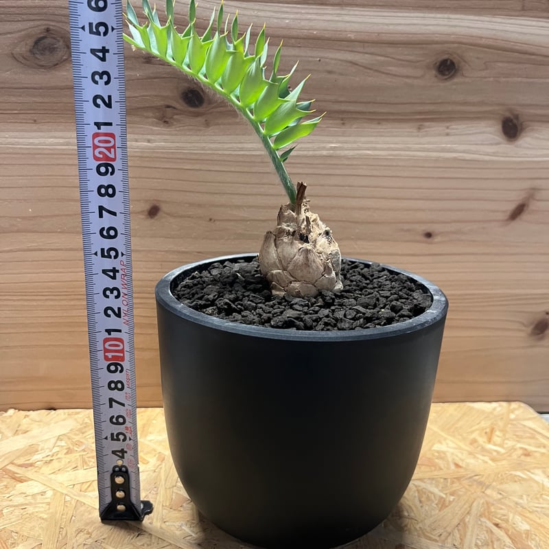 エンセファラルトス ホリダス | GREEN LUCK