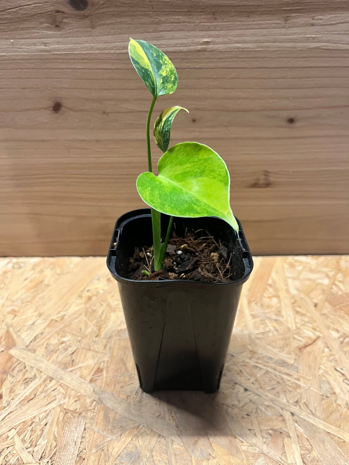 モンステラ デリシオーサ イエローマリリン | GREEN LUCK