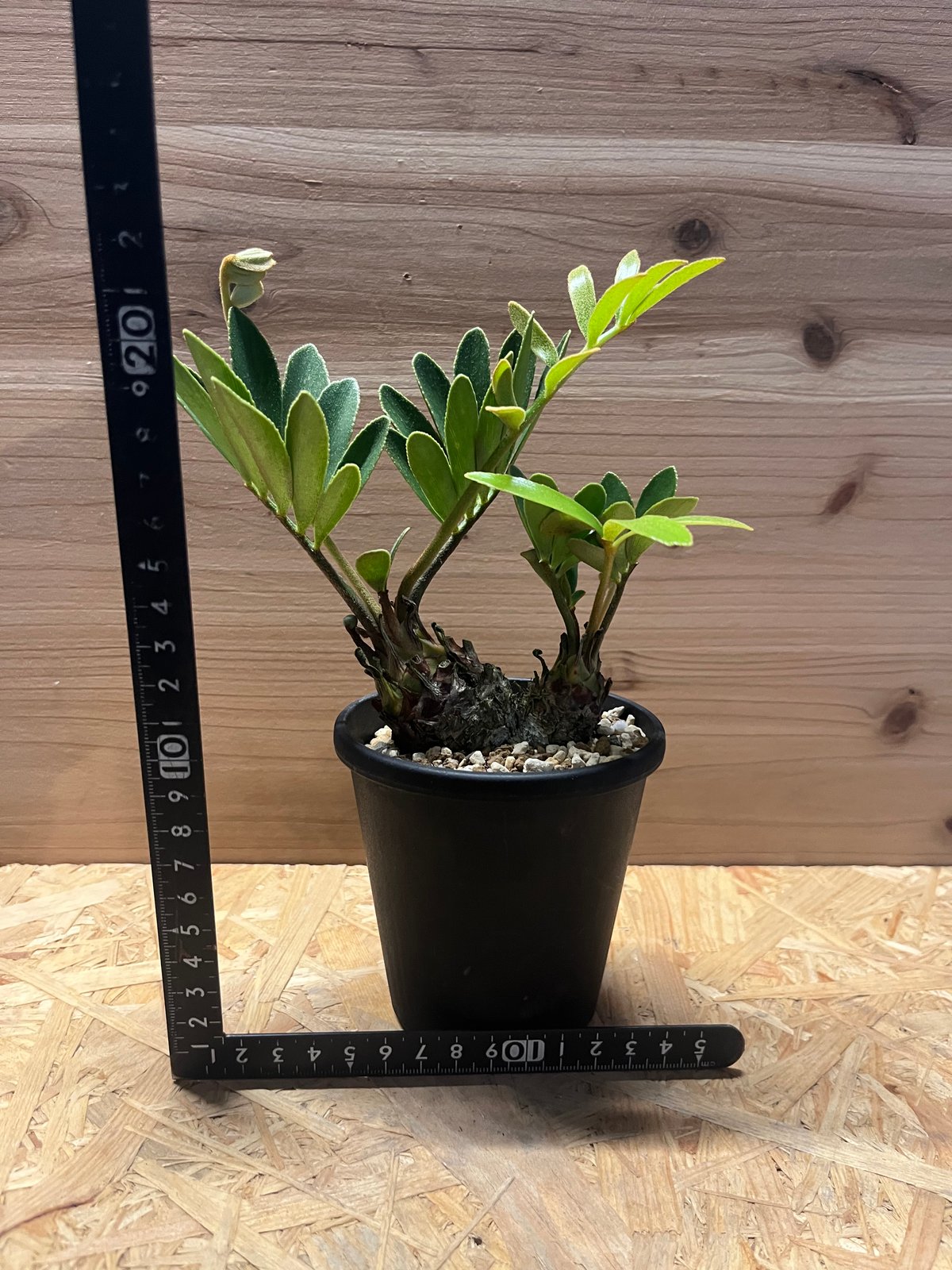 ザミア フルフラセア メキシコソテツ 多頭 | GREEN LUCK