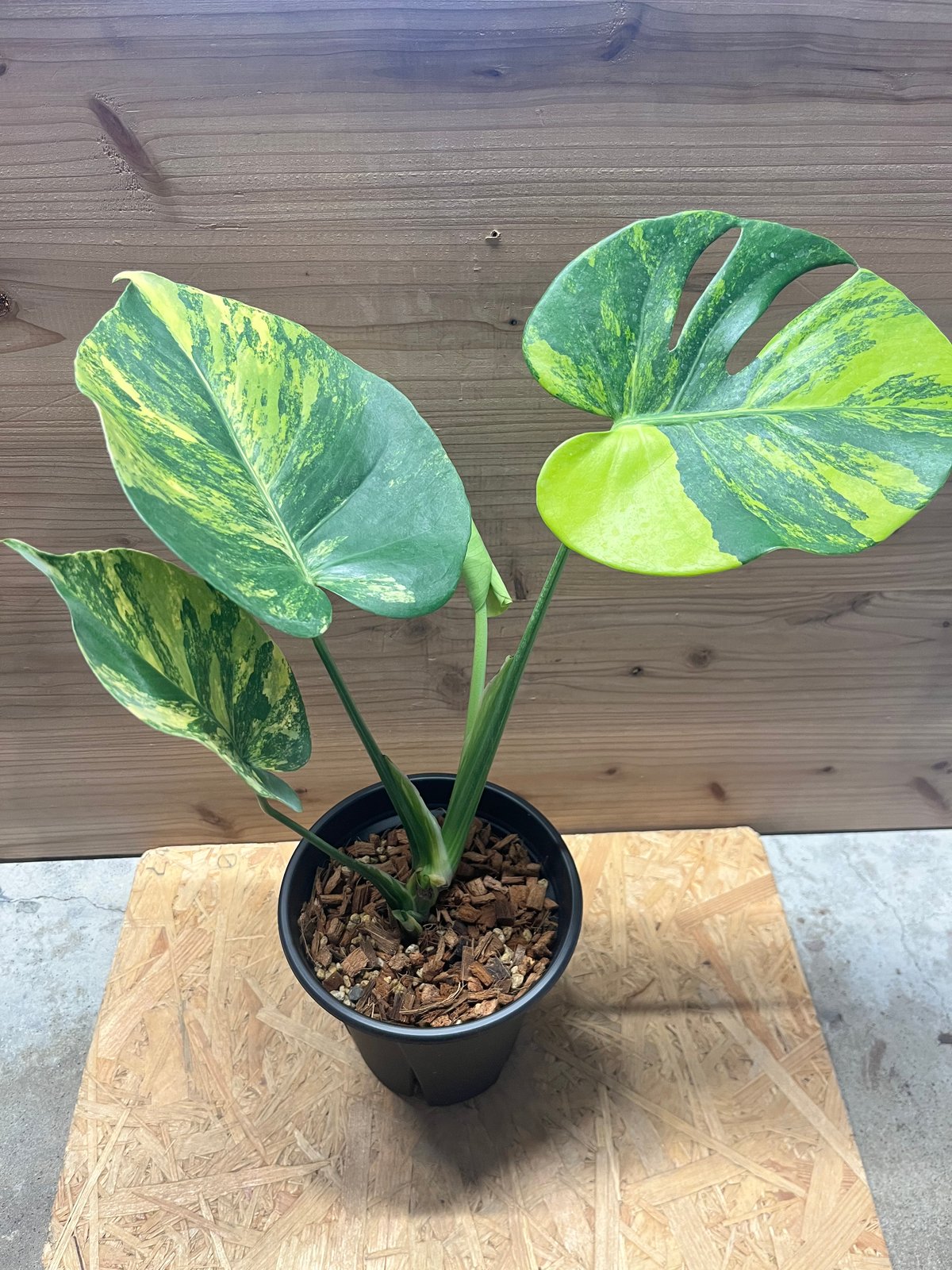 fit=scale-down,w=1200