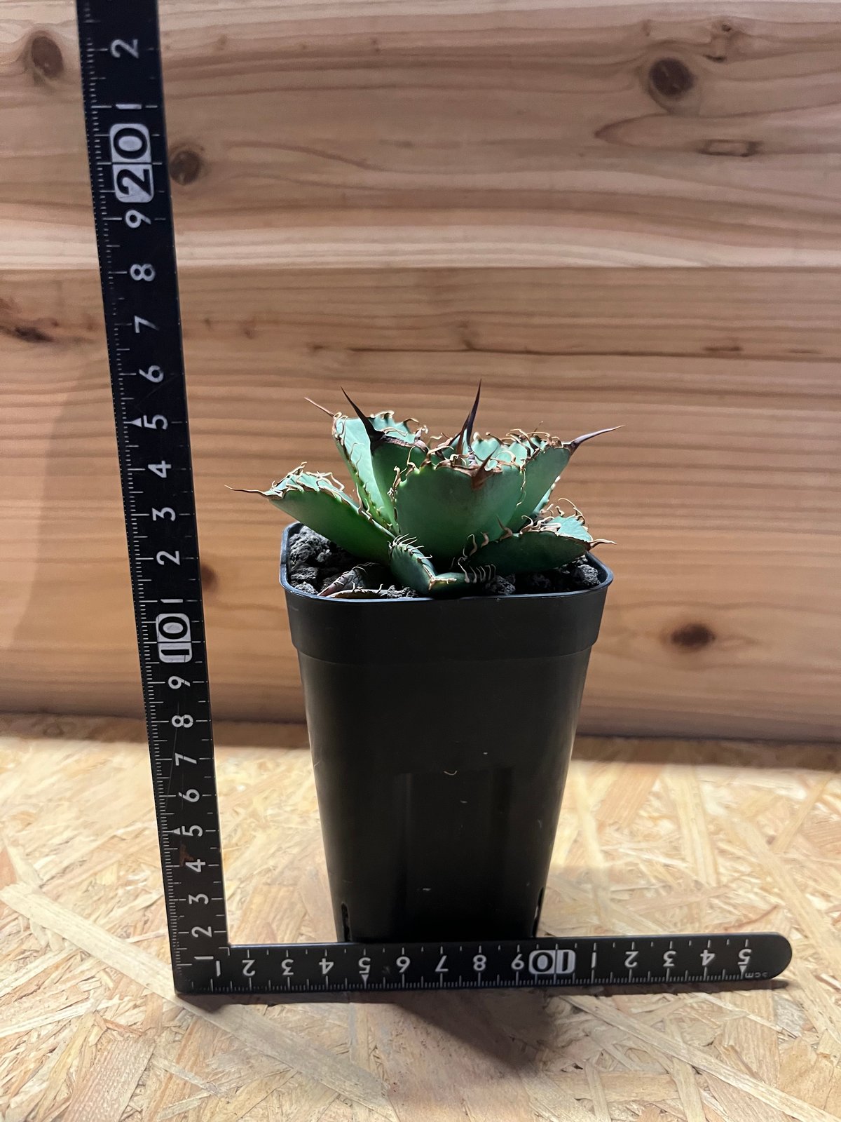 アガベ チタノタ オアハカ | GREEN LUCK