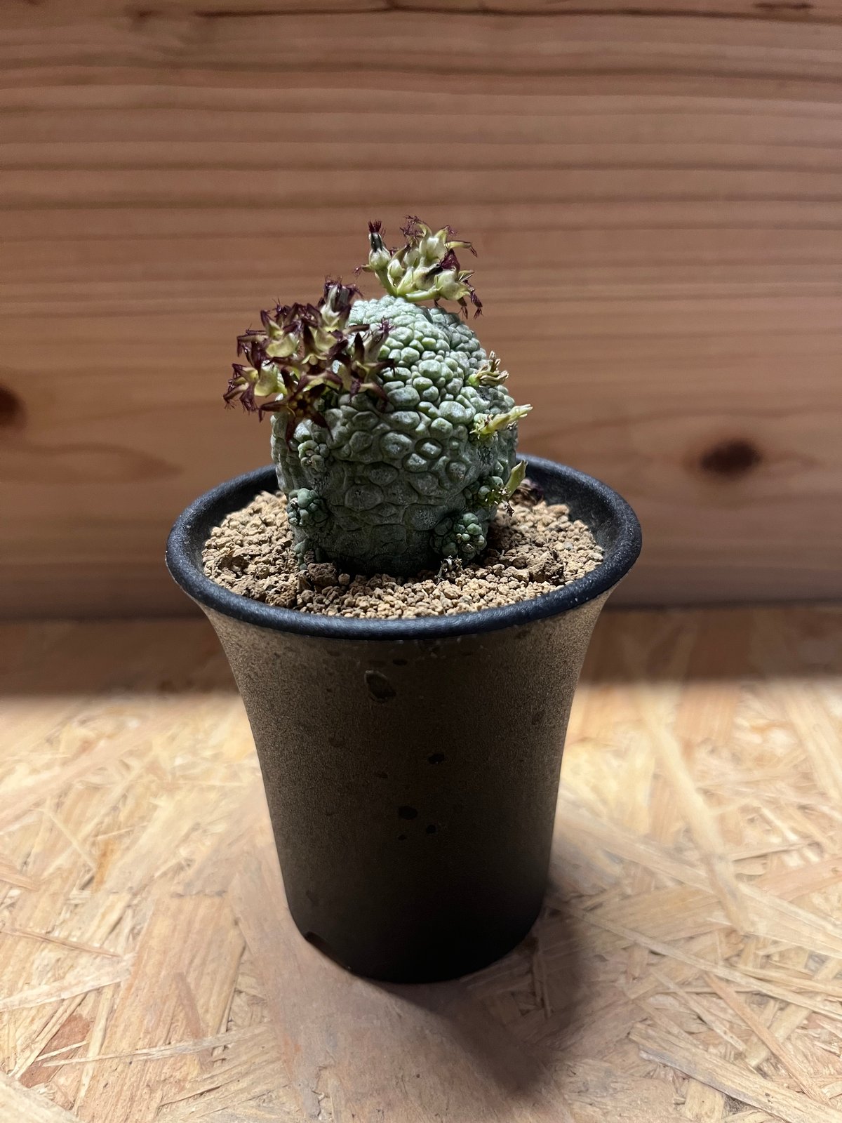 プセウドリトス ミギウルティヌス | GREEN LUCK