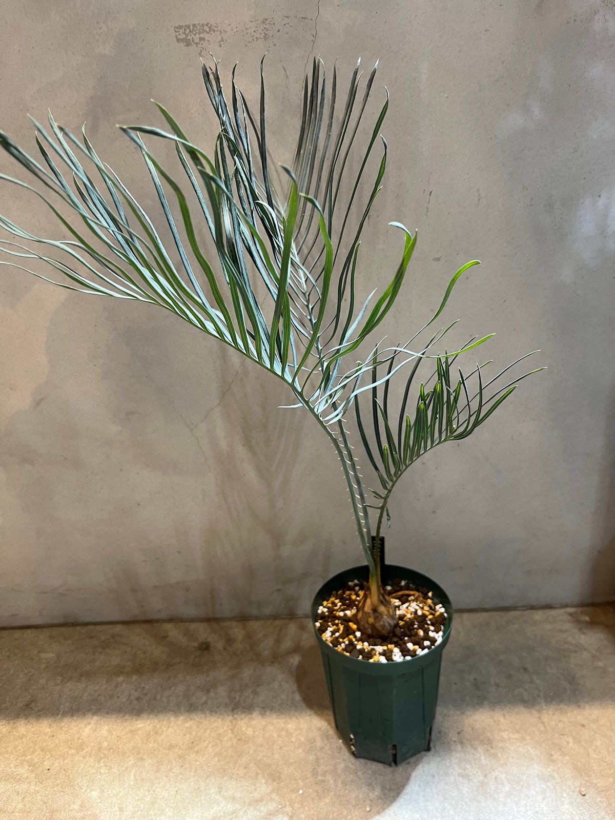 サイカス カイルンシアナ | GREEN LUCK