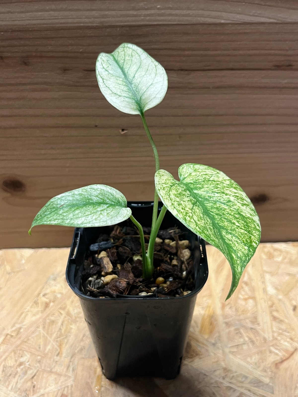 モンステラ デリシオーサ ミント | GREEN LUCK