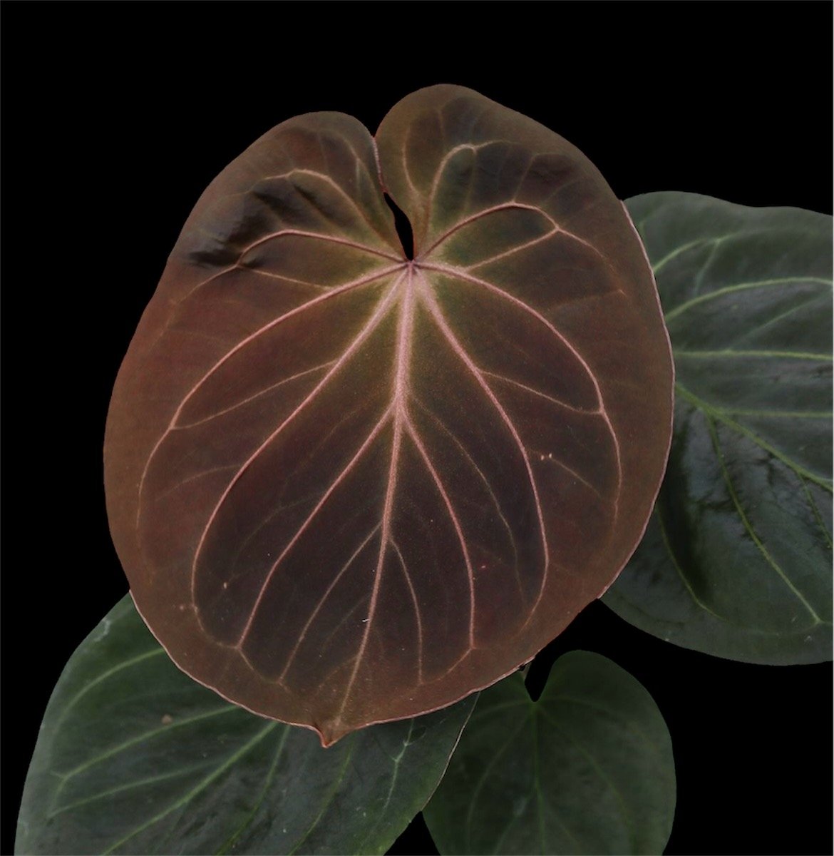 アンスリウム 'キングオブスペード' | GREEN LUCK