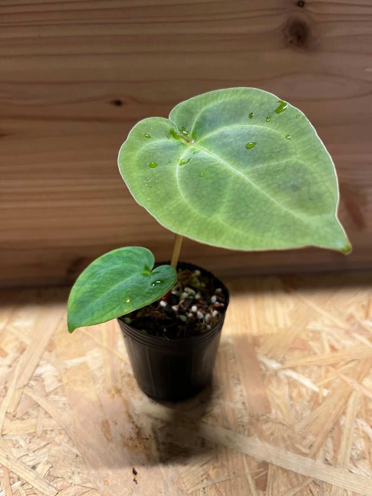 アンスリウム ハイブリッド aff.Besseae×Magnificum Verde | GR