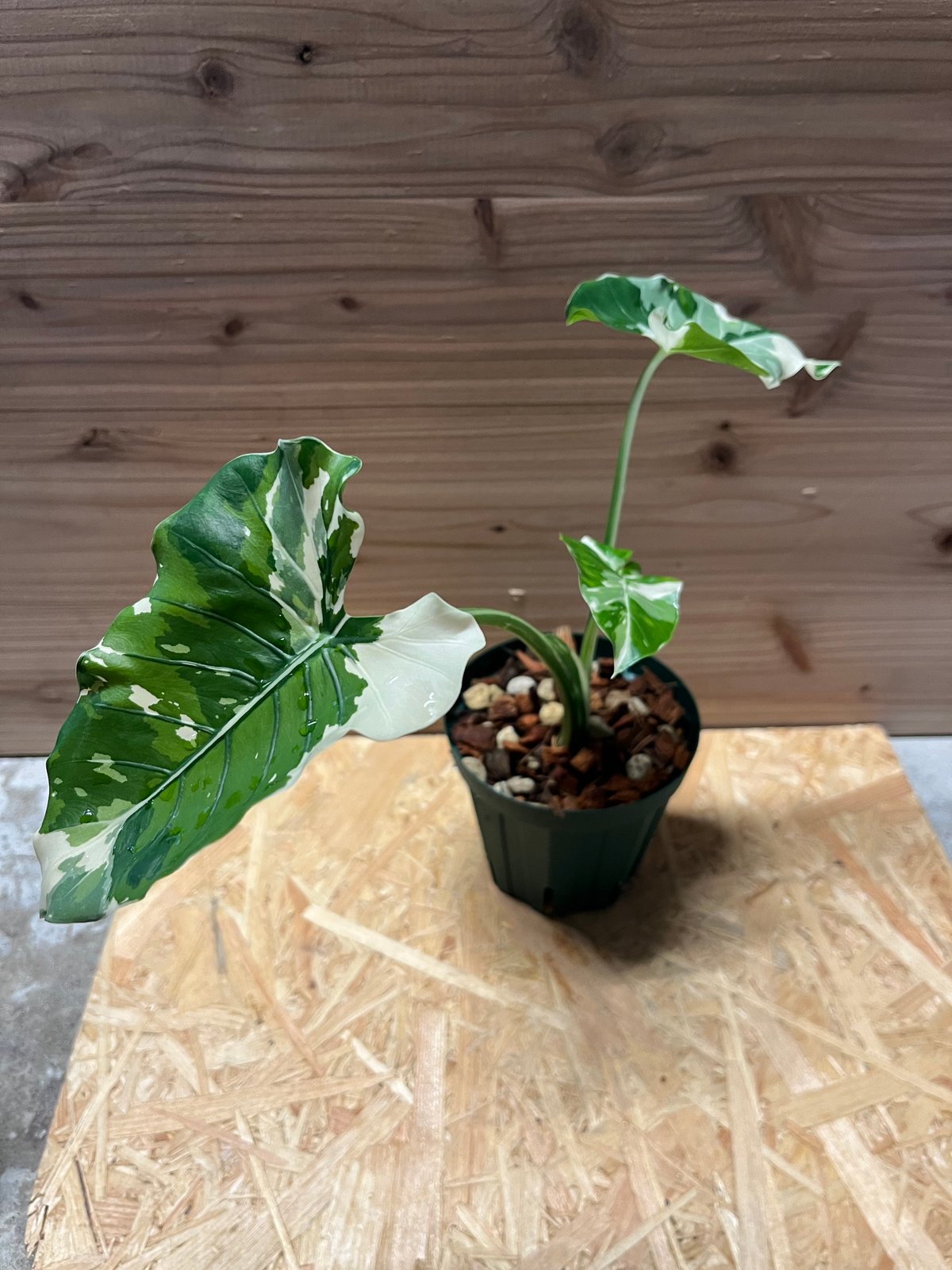 斑入りクワズイモ オキナワシルバー | GREEN LUCK