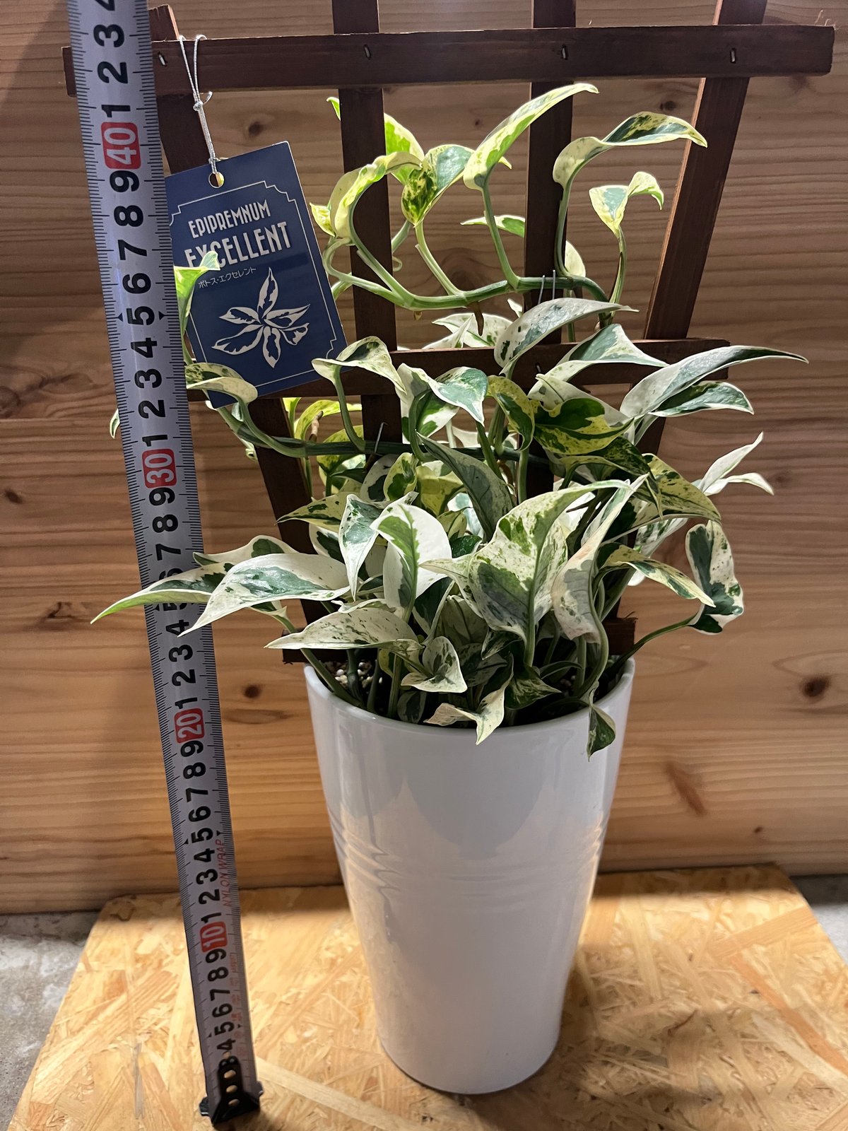 ポトス エクセレント | GREEN LUCK