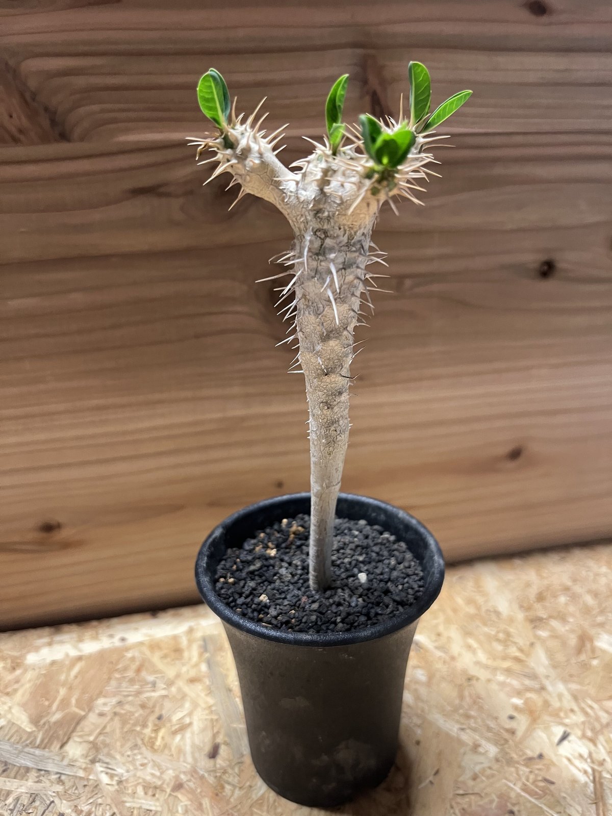 ユーフォルビア ギラウミニアナ 実生 | GREEN LUCK